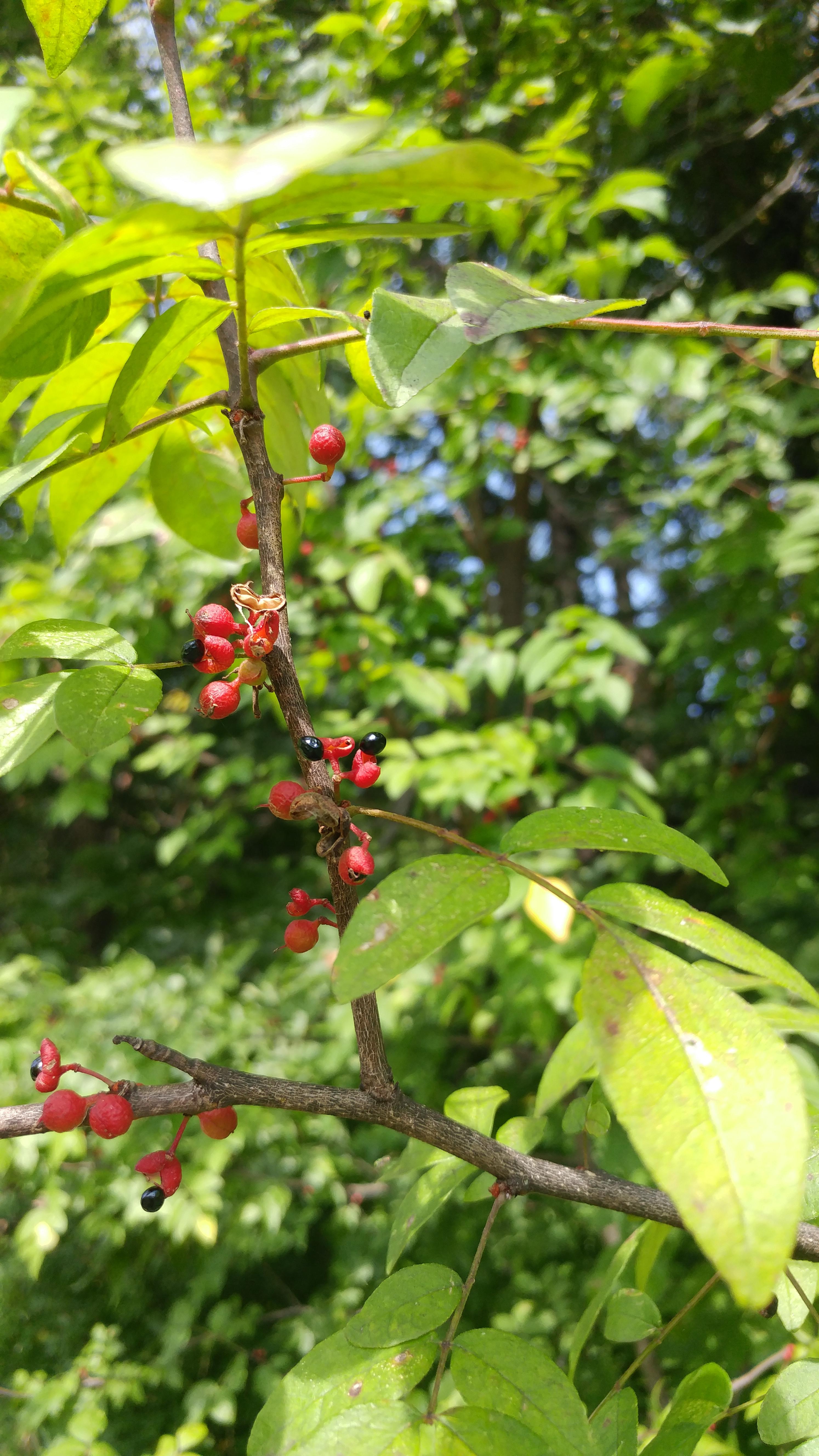 Small tree. Little red berries with little red seeds inside. - Album ...