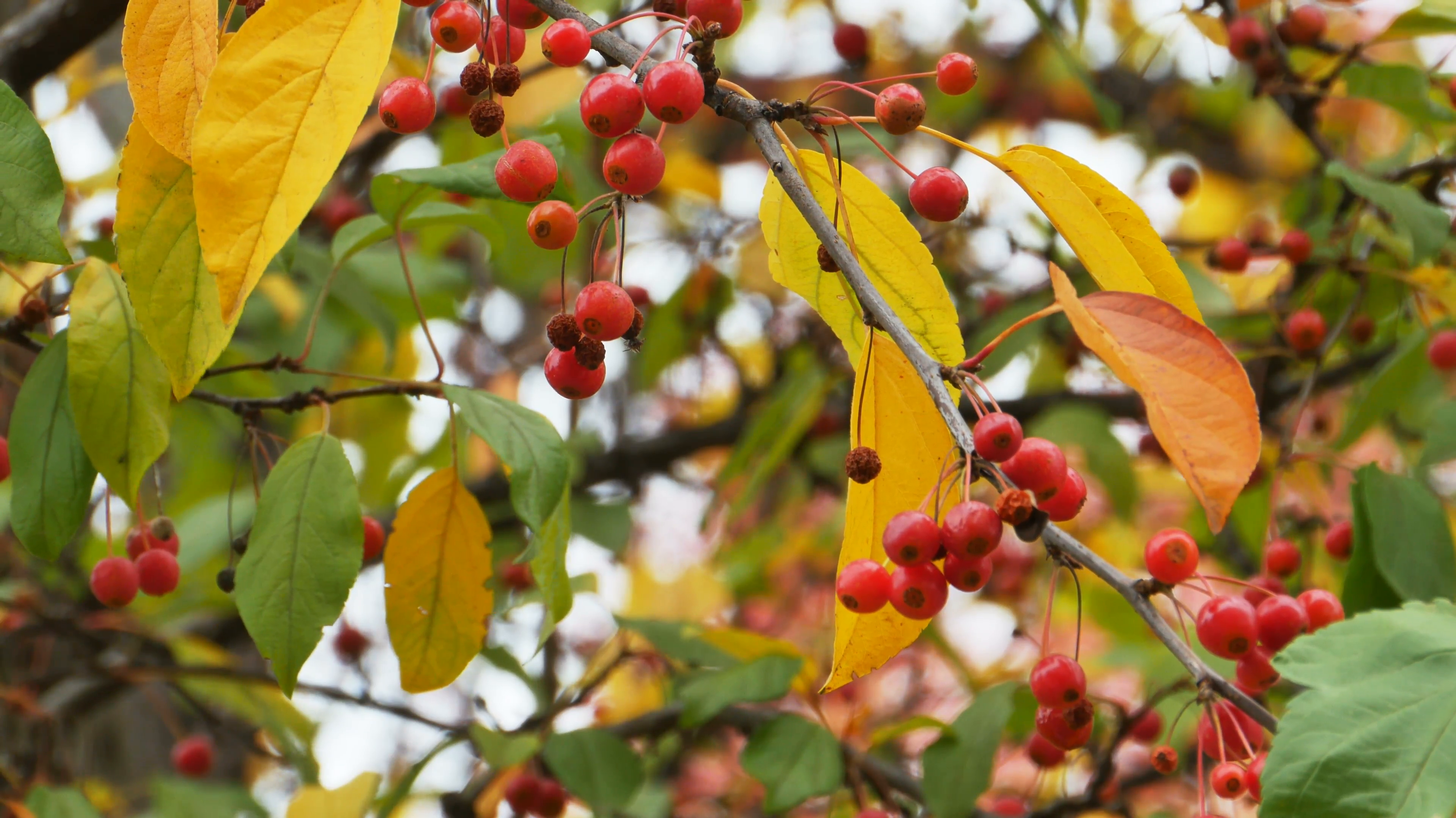 Red Berries on Autumn Tree Branch, 4K Stock Video Footage - Videoblocks