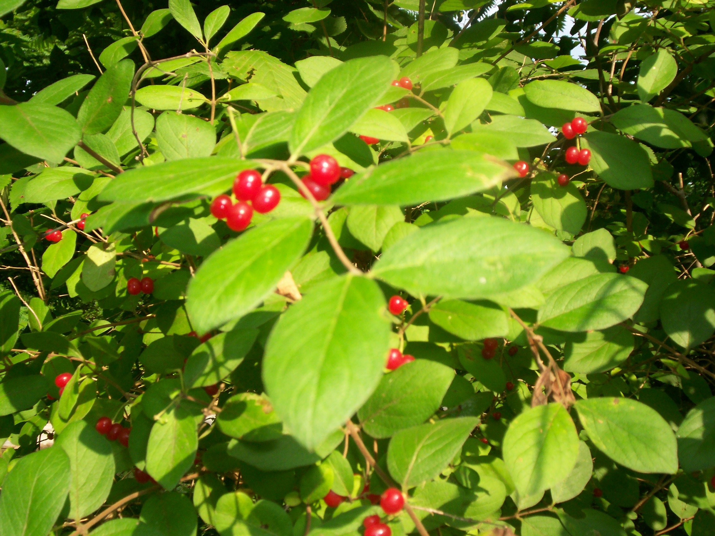 Wild Berries - Ask an Expert