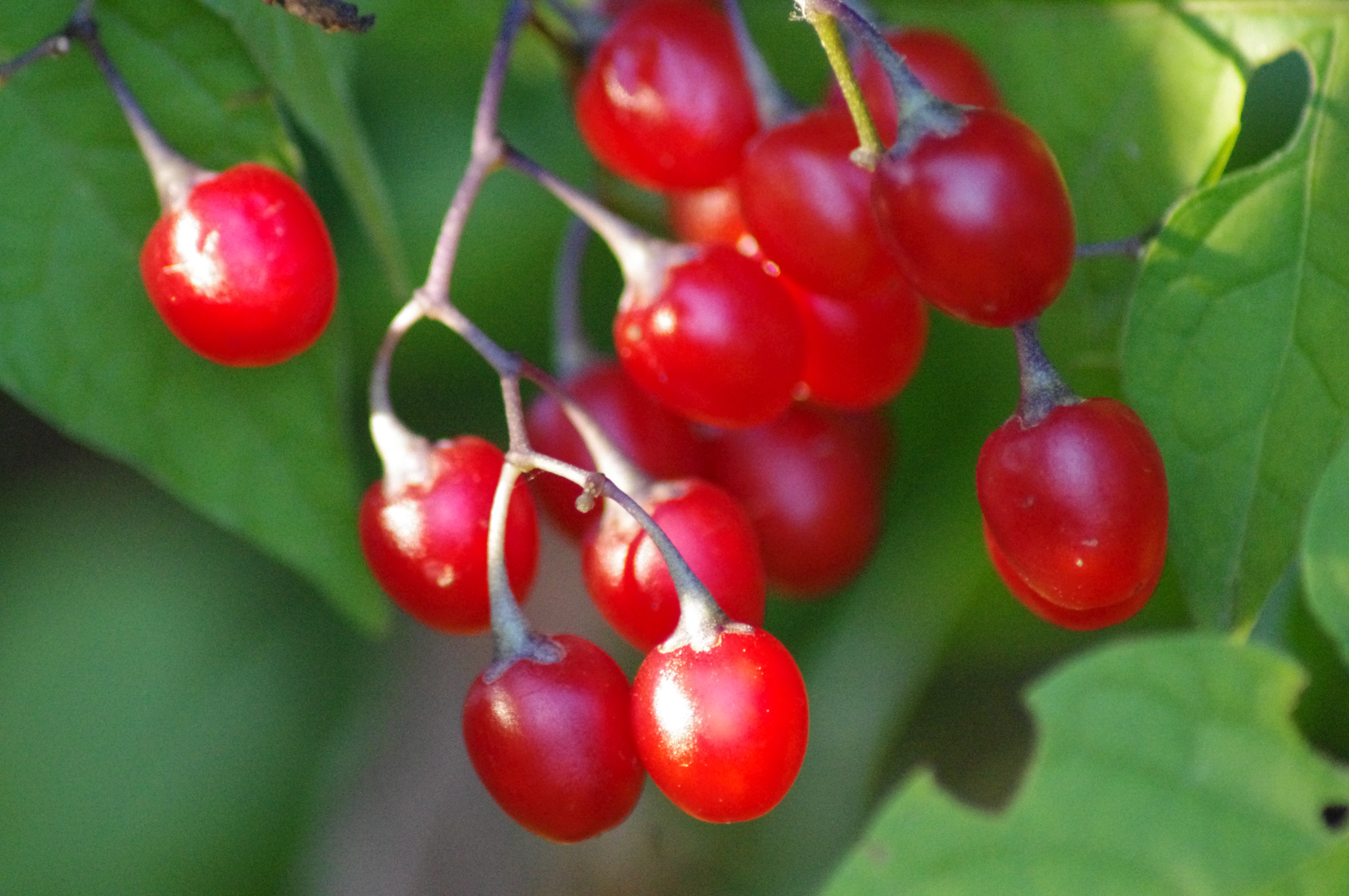 poisonous red berries | jasminerose
