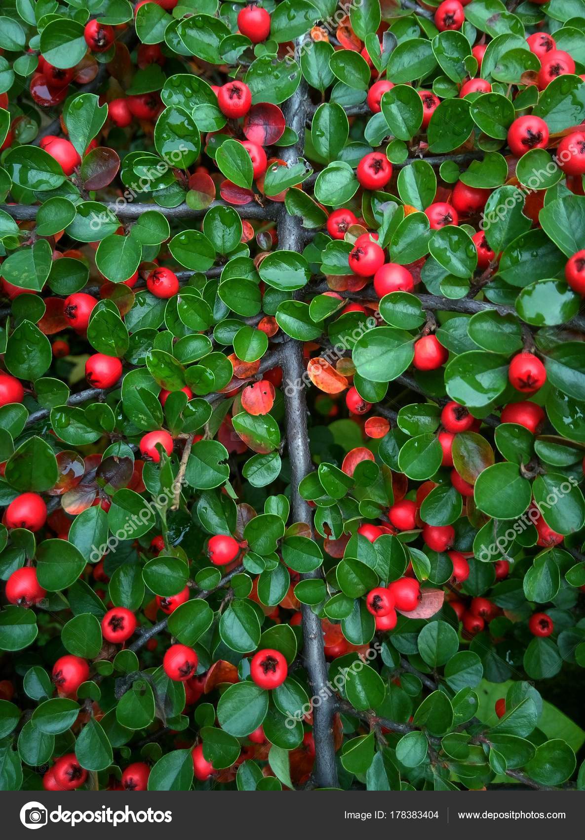 Red berries on bush, arctostaphylos uva-ursi – Stock Editorial Photo ...