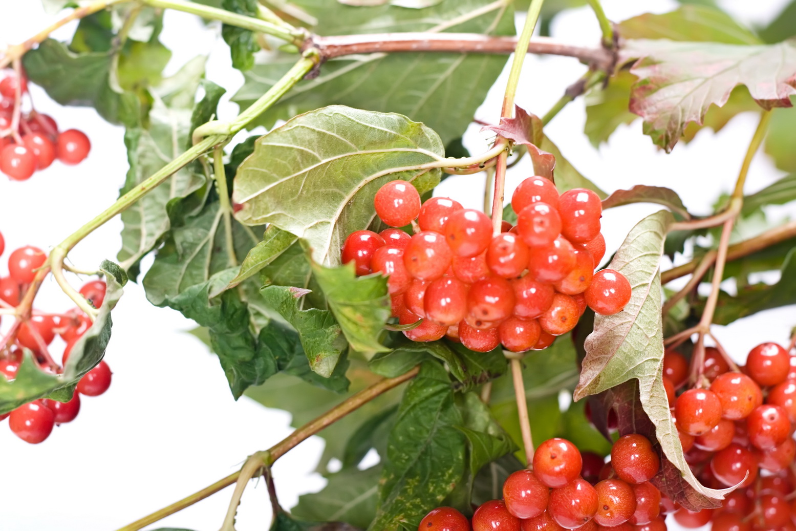 Red berries photo