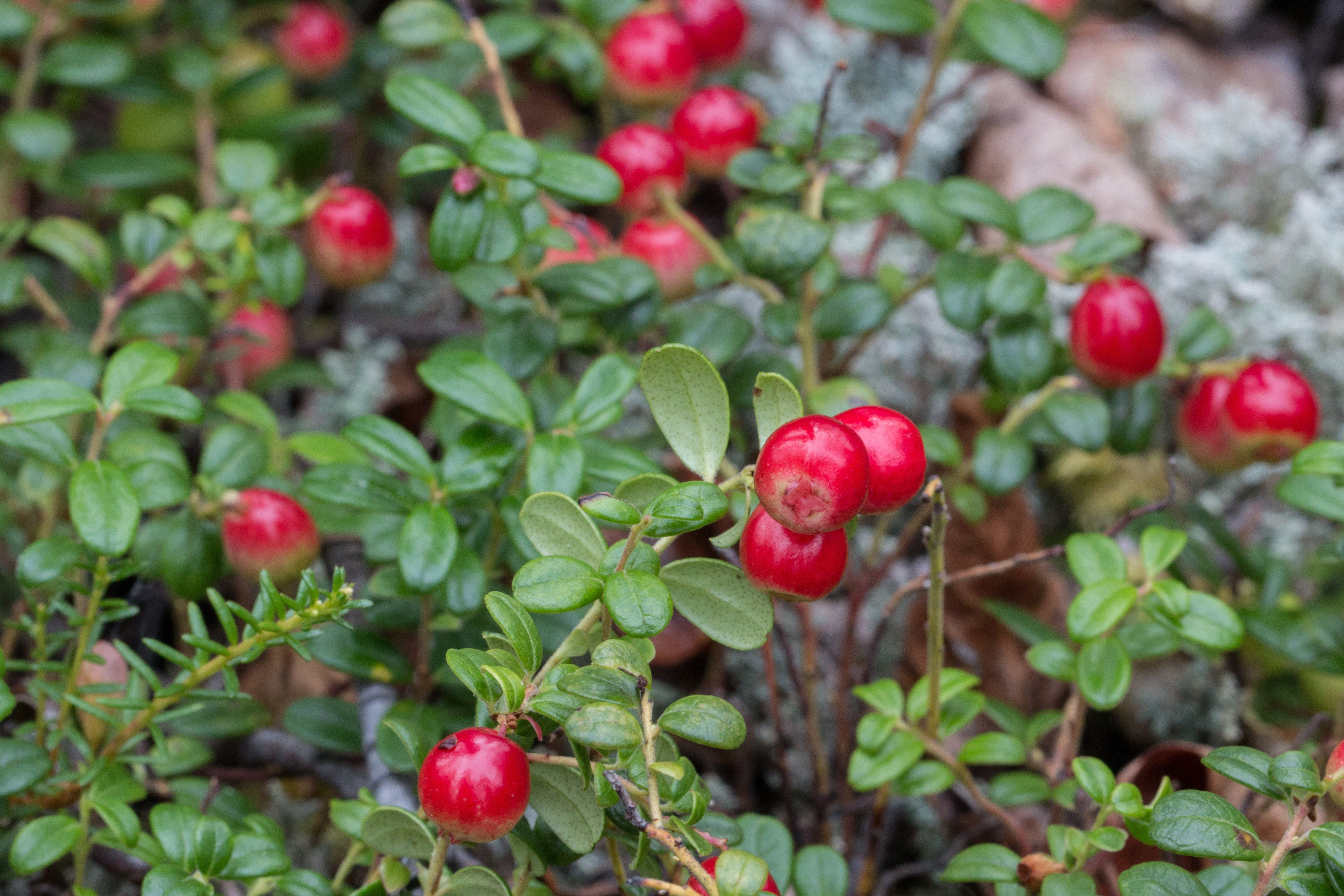 Alaska red berries | Planet Bell
