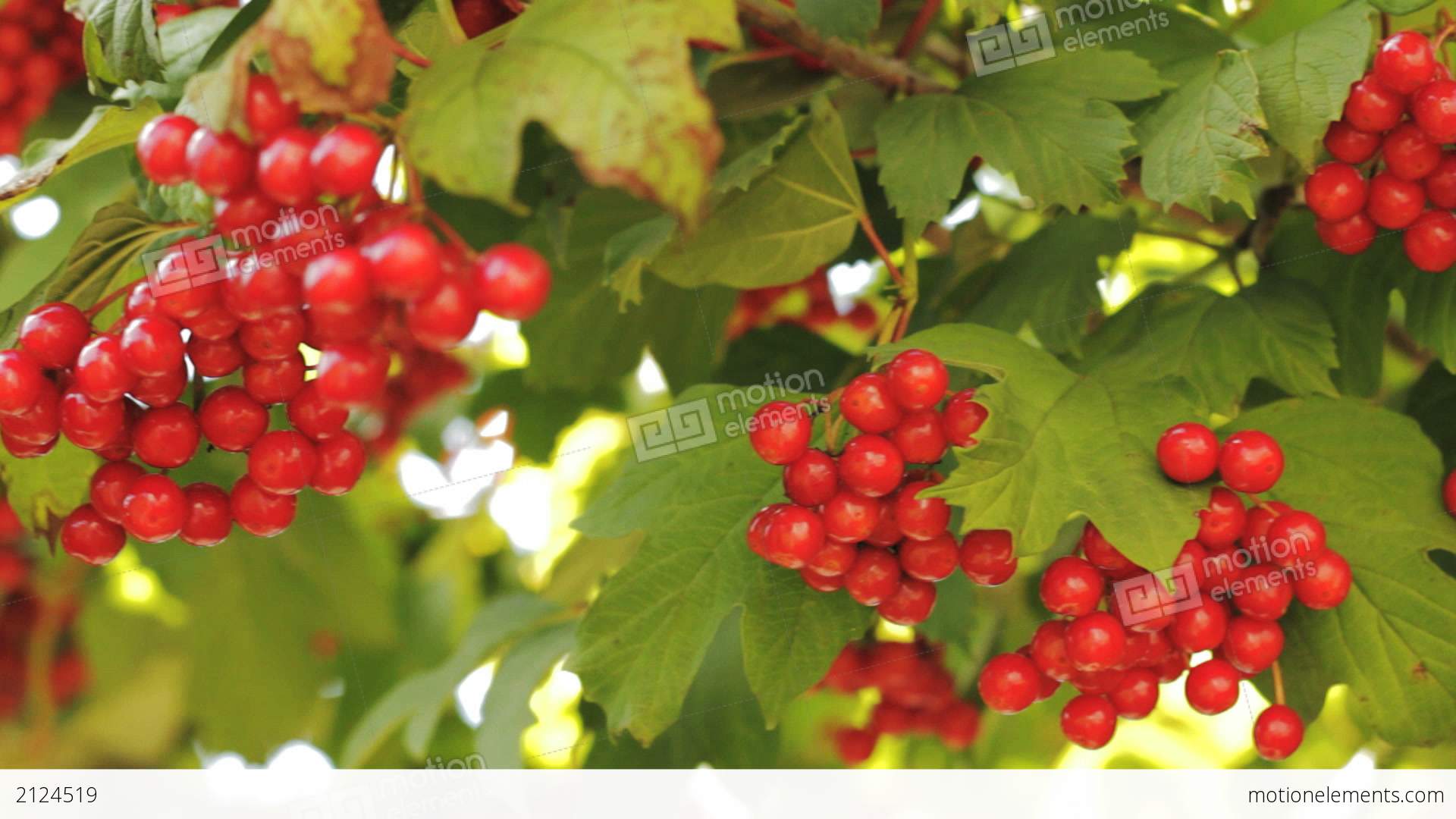 Snowball Tree. Red Berries Close Up Stock video footage | 2124519