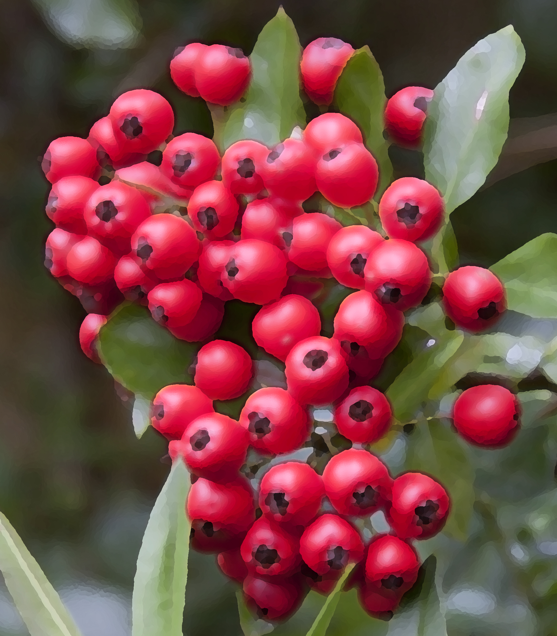 File:Altered Red Berries (4026495959).jpg - Wikimedia Commons