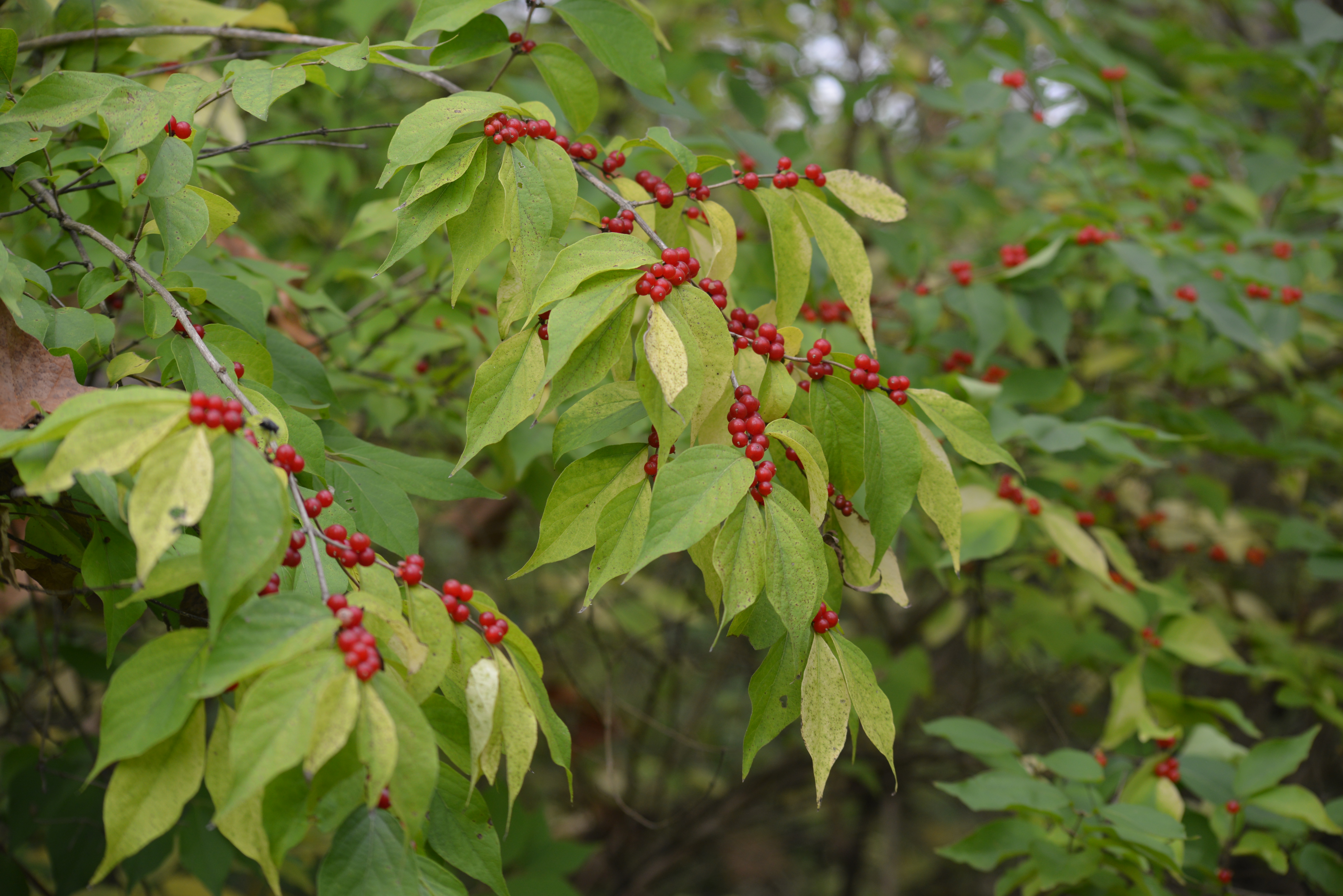 red berries on tree | Some Bad Plankton