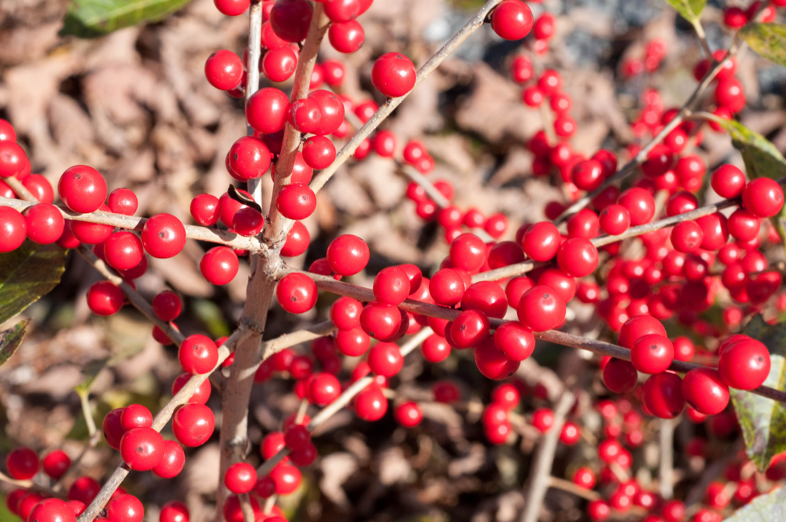 Red Sprite Winterberry for sale Online | Holly | Native | Red Berries