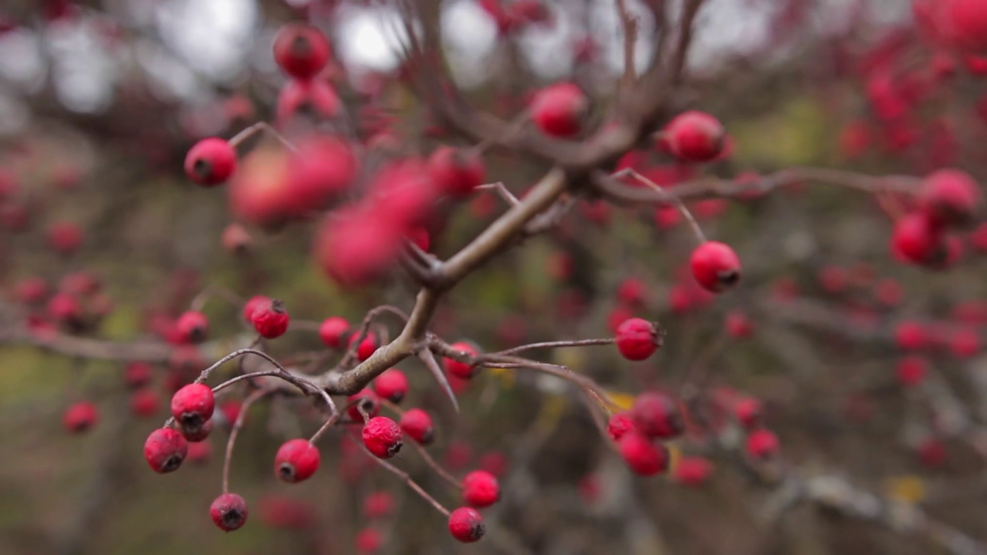 Dry red berries on leafless tree branches in autumn forest on a ...