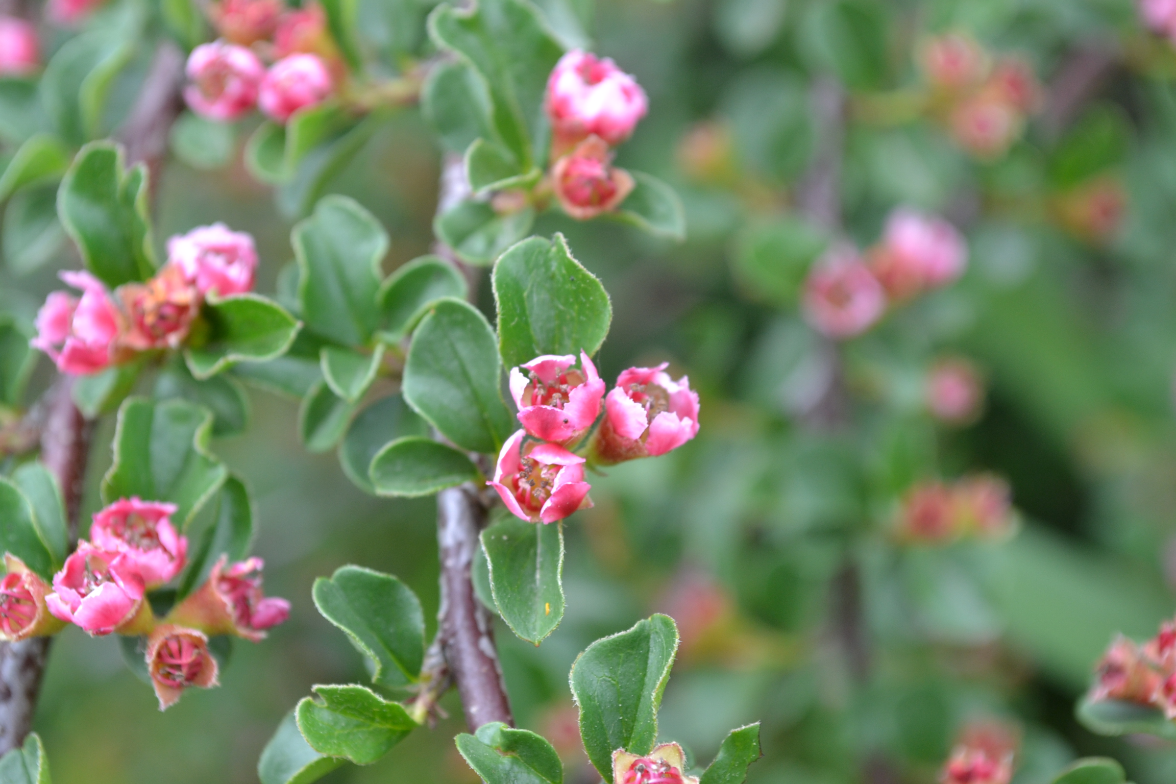 Cranberry Cotoneaster is a deciduous shrub with bright red berries.