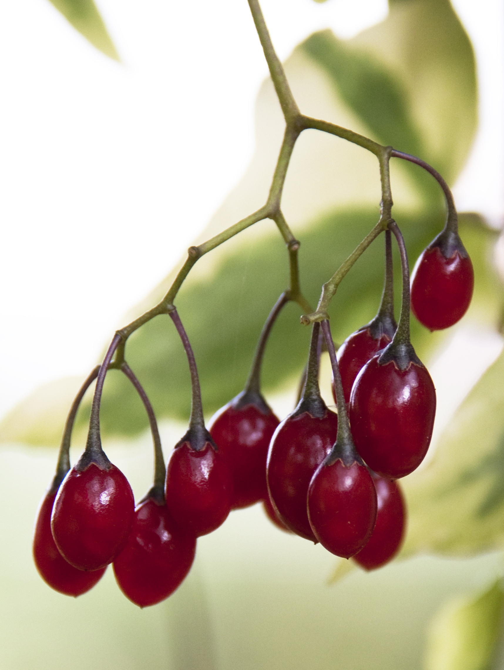 File:Red Berries (4010995613).jpg - Wikimedia Commons