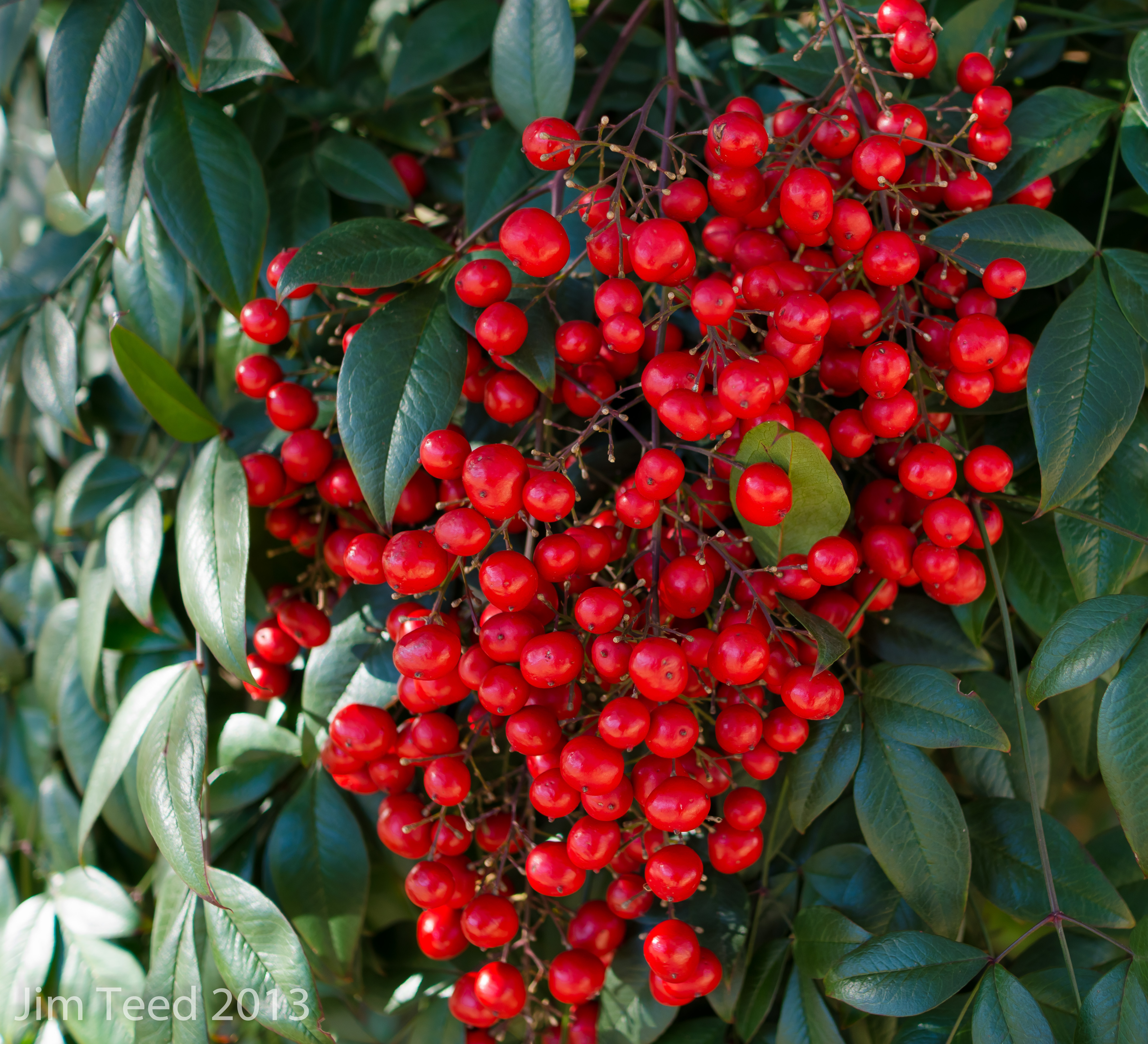 Shrub with red berries and green leaves by jbordons on DeviantArt