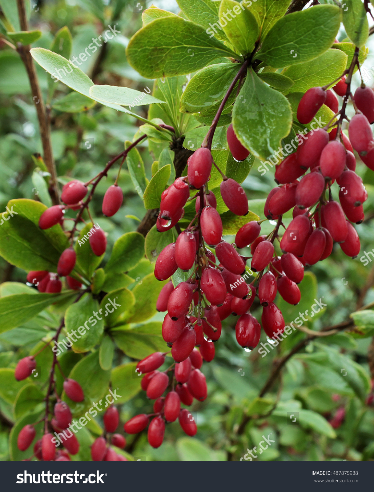 Small Wild Bright Red Berries Cornel Stock Photo (Edit Now ...