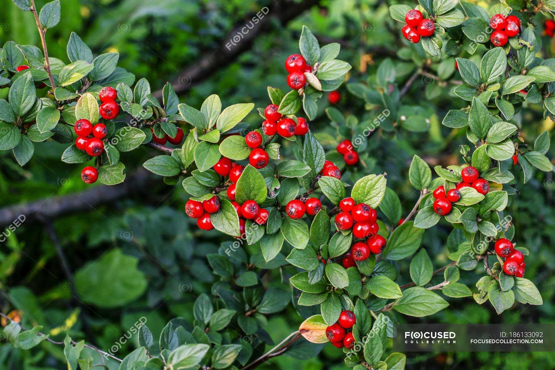Green bush with red berries in garden. — Stock Photo | #186133092