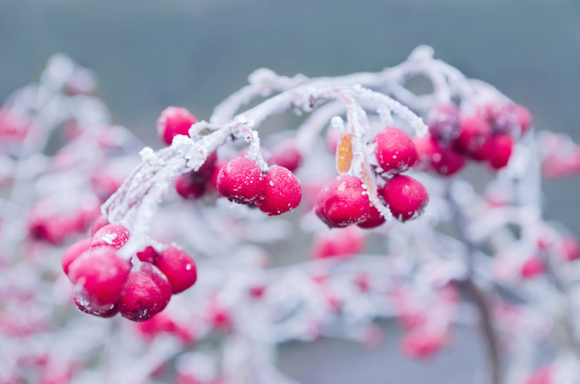 Red Berries In Winter Free Stock Photo - Public Domain Pictures