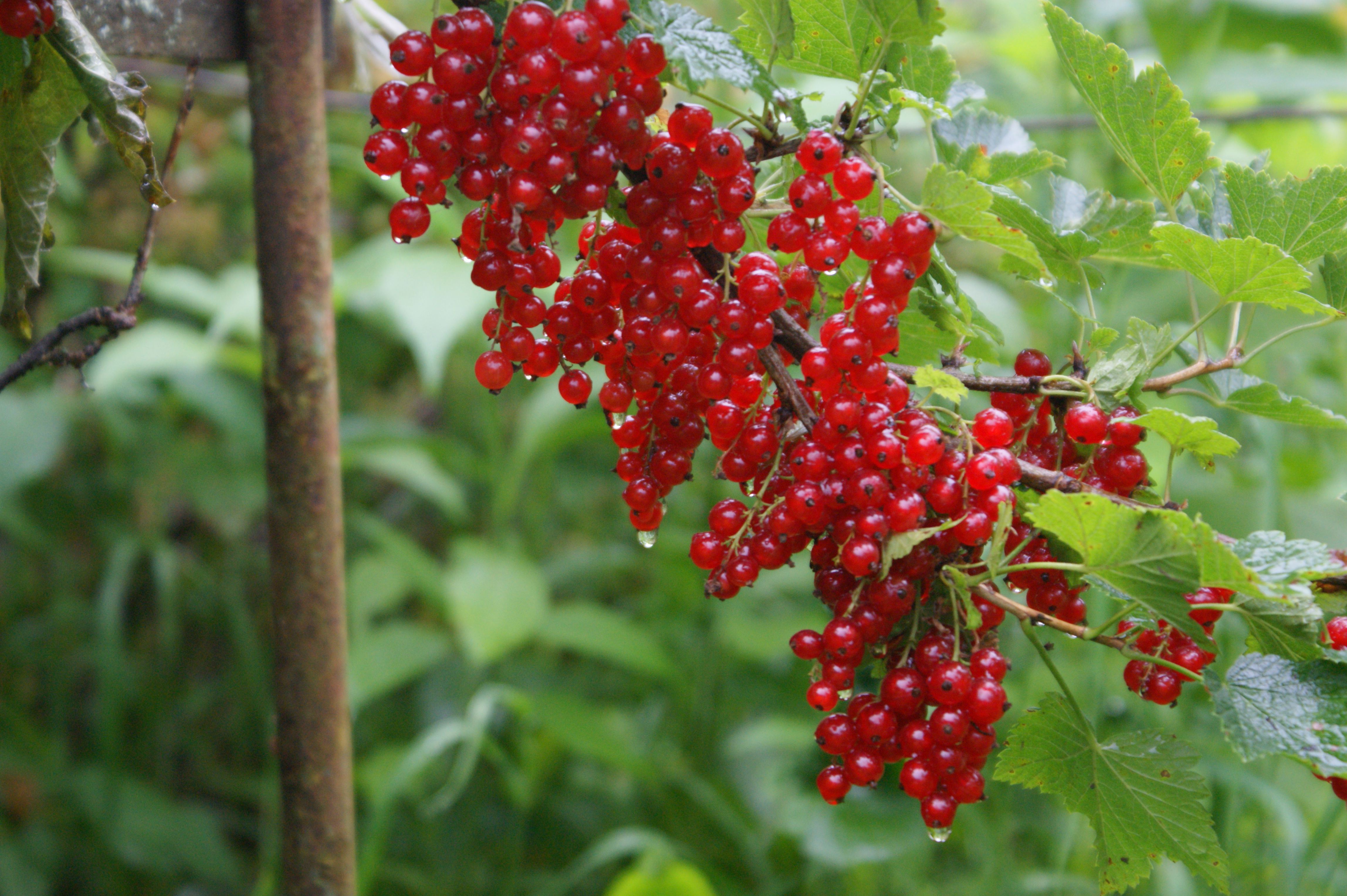 Red Berries | RUSSIAN NOTES