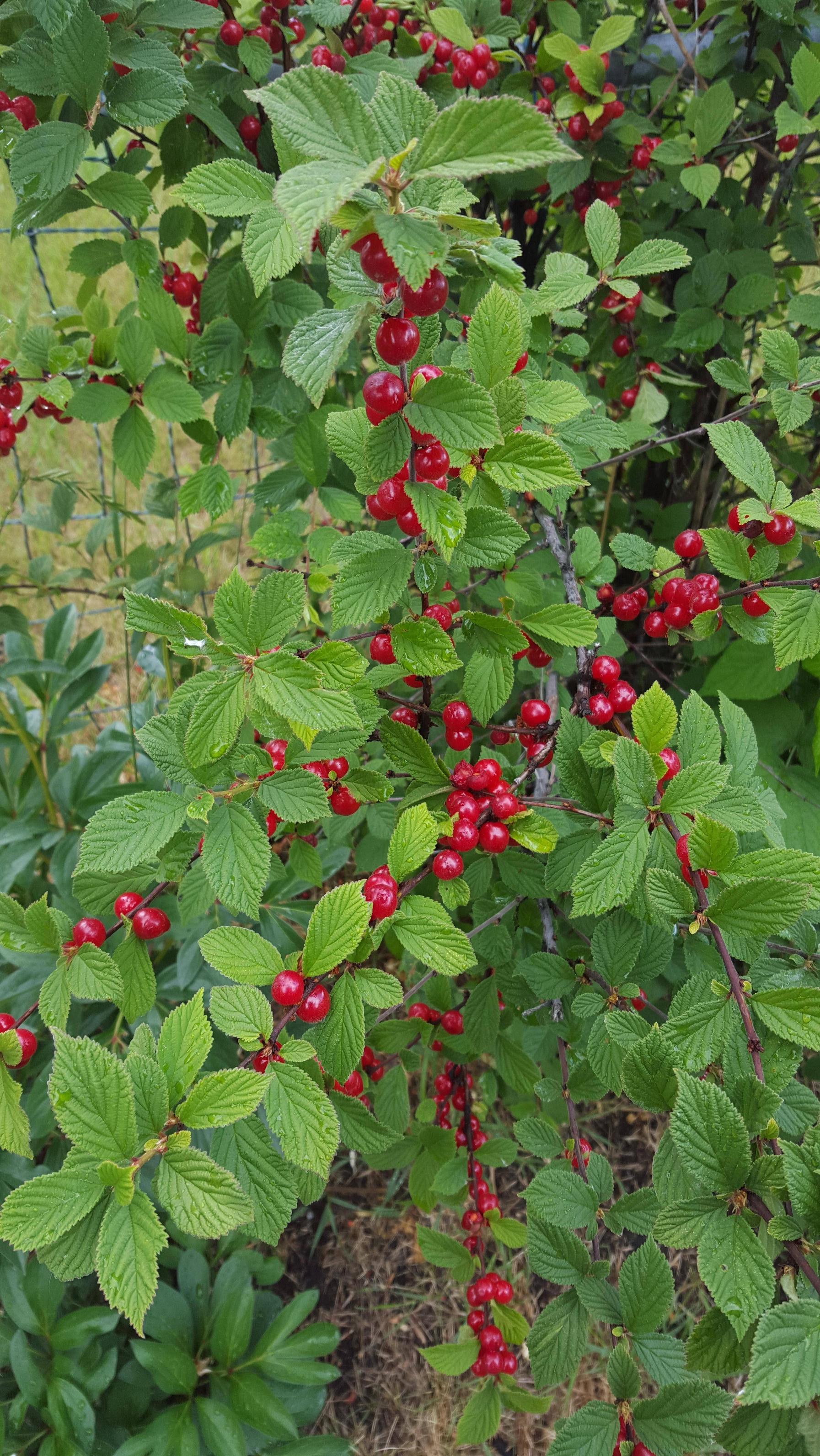 Calgary] [Wild] Small bush with invitingly red berries. : whatsthisplant