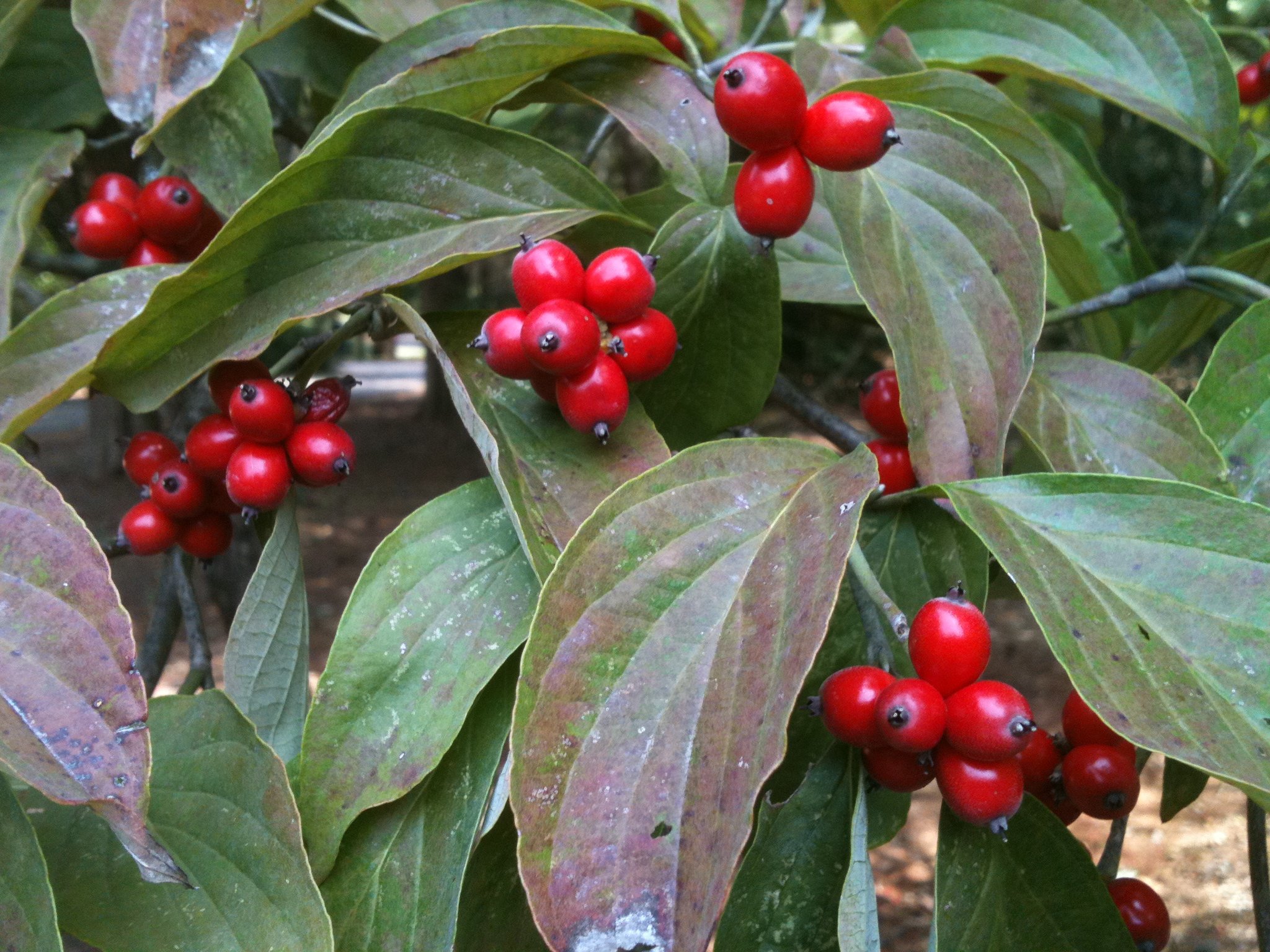 Tis the season for dogwood berries (Harvey Cotten) | AL.com