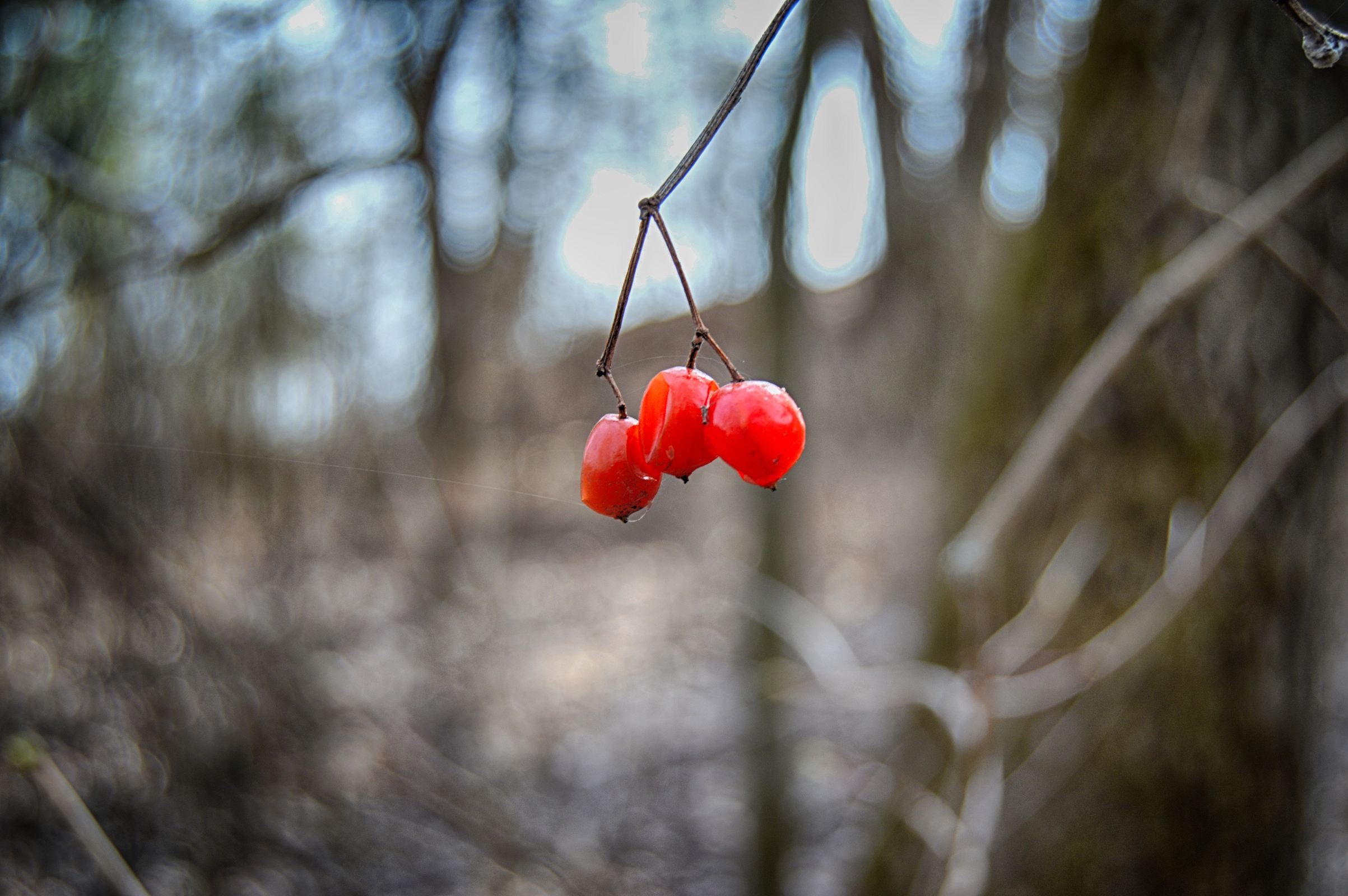 Red berries on the branch photo