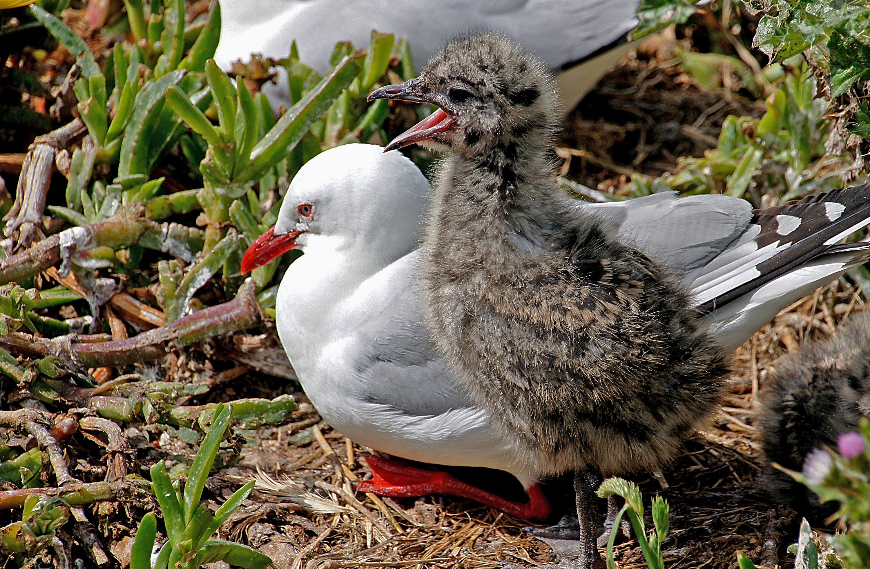 Red billed gull and chick nz photo