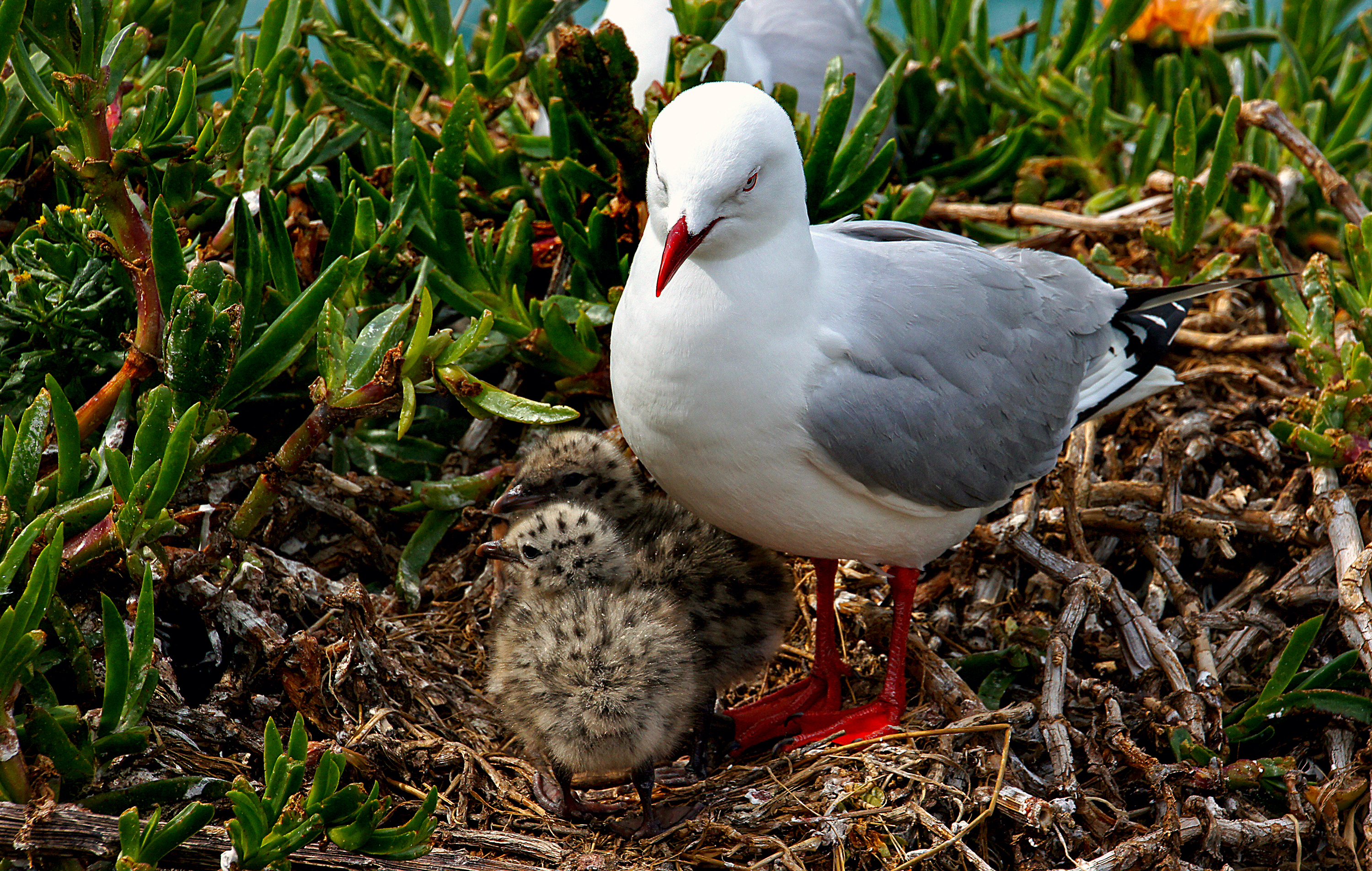 Red billed gull and chick. photo