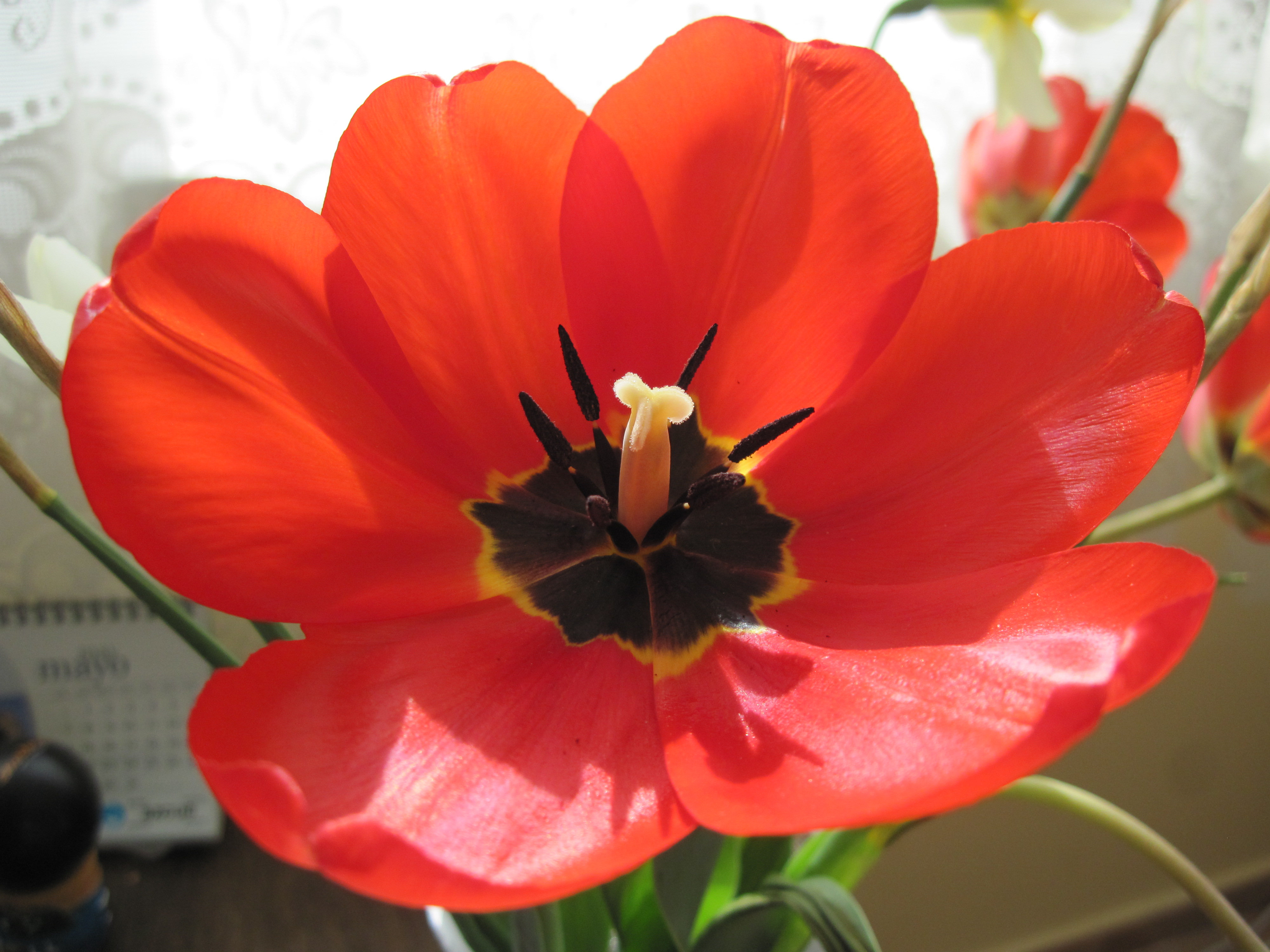 Red blossoming tulip flower photo