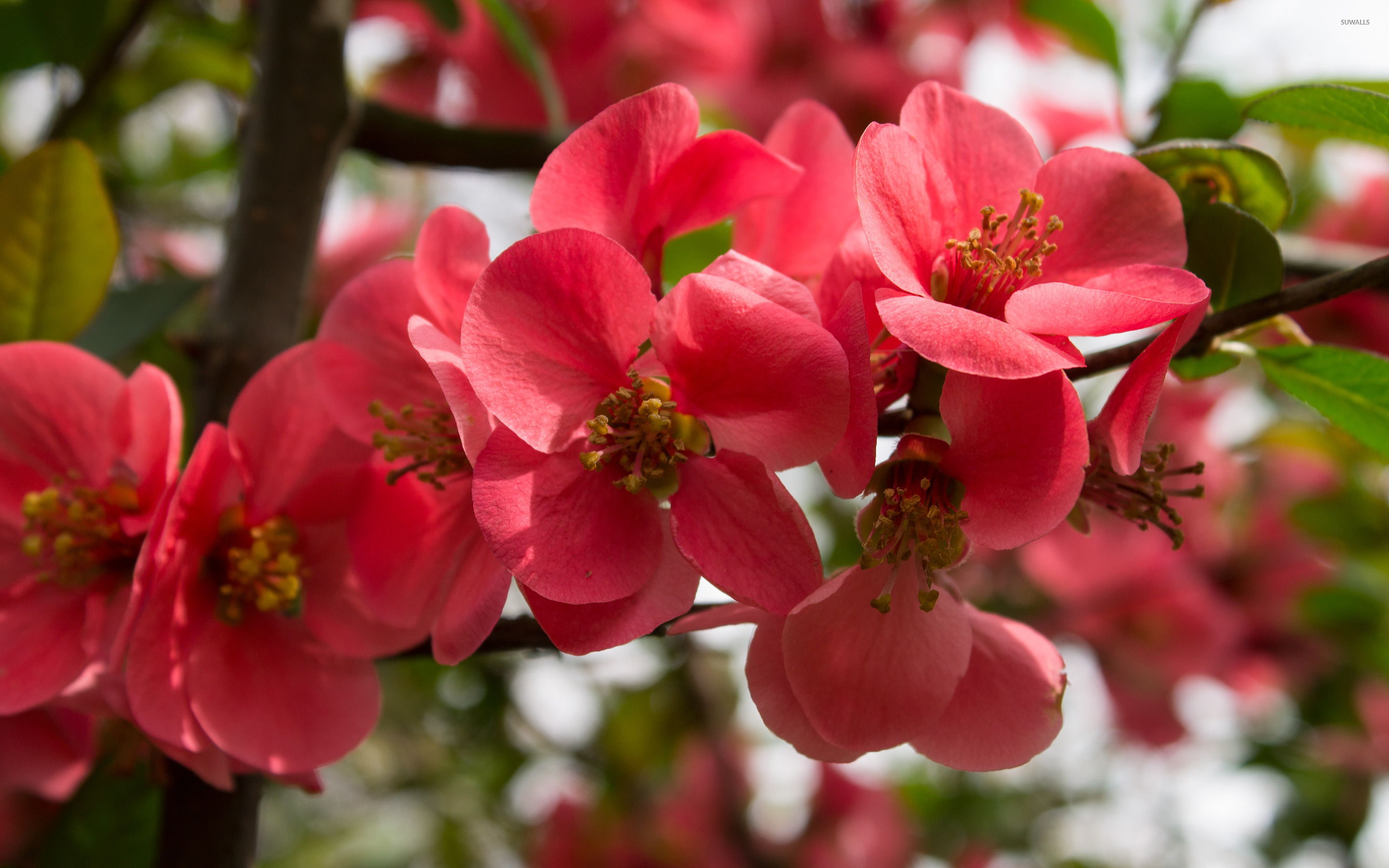 Red blossoms wallpaper - Flower wallpapers - #30441