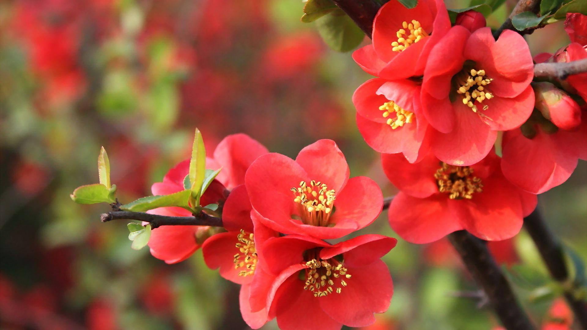 Bright red blossoms HD desktop wallpaper : Widescreen : High ...