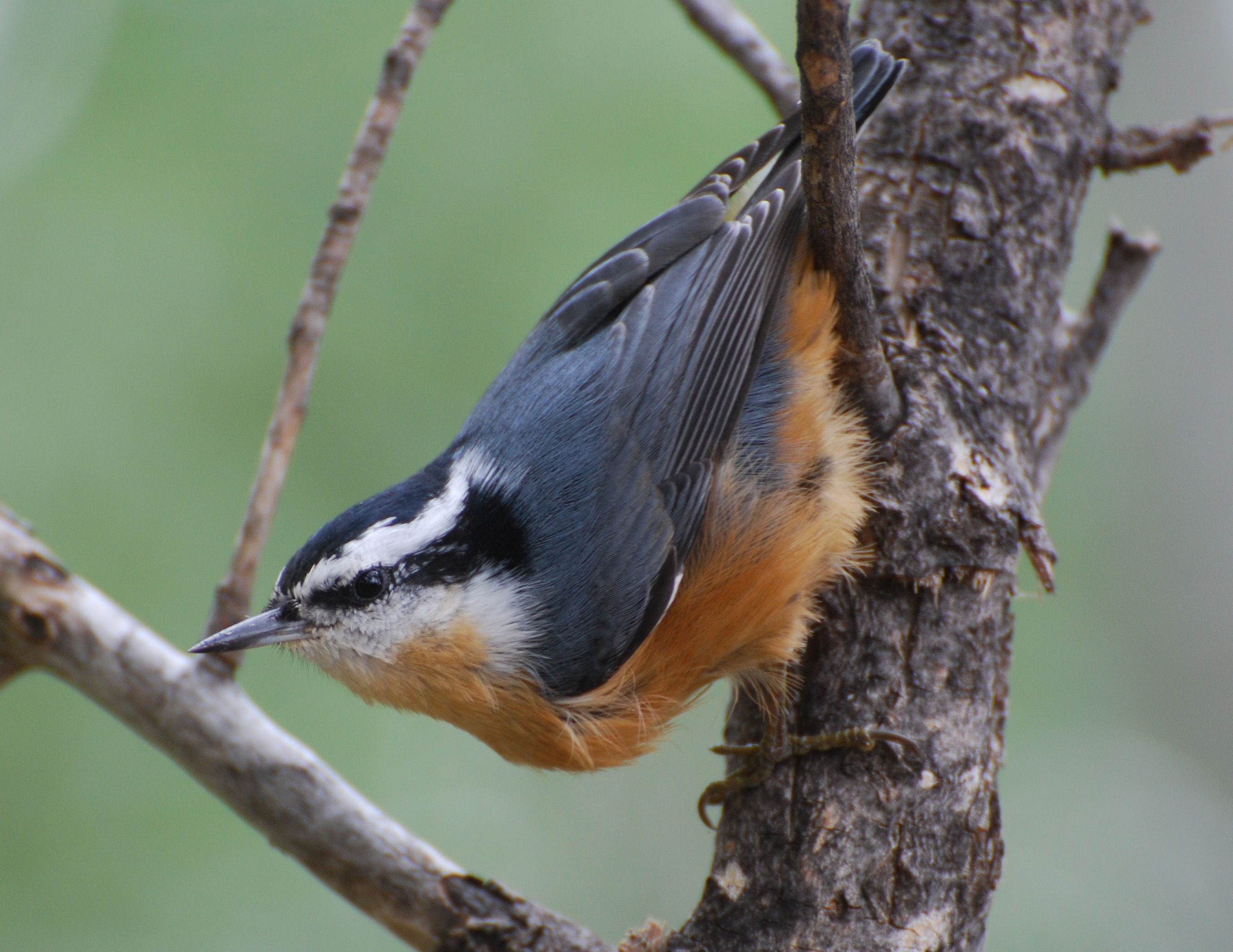 Red-breasted Nuthatch (Sitta canadensis) | Idaho Fish and Game