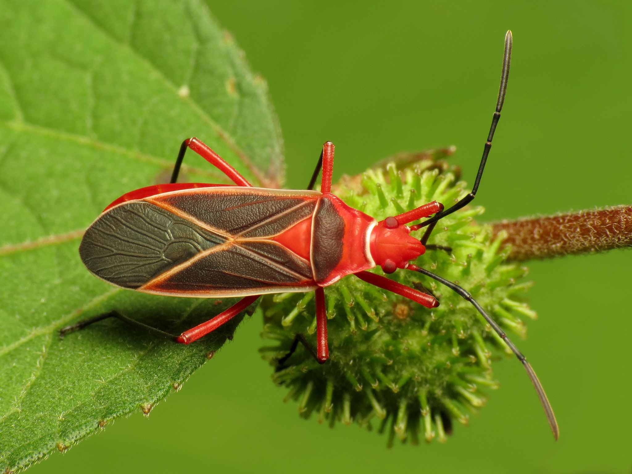 Red bug photo