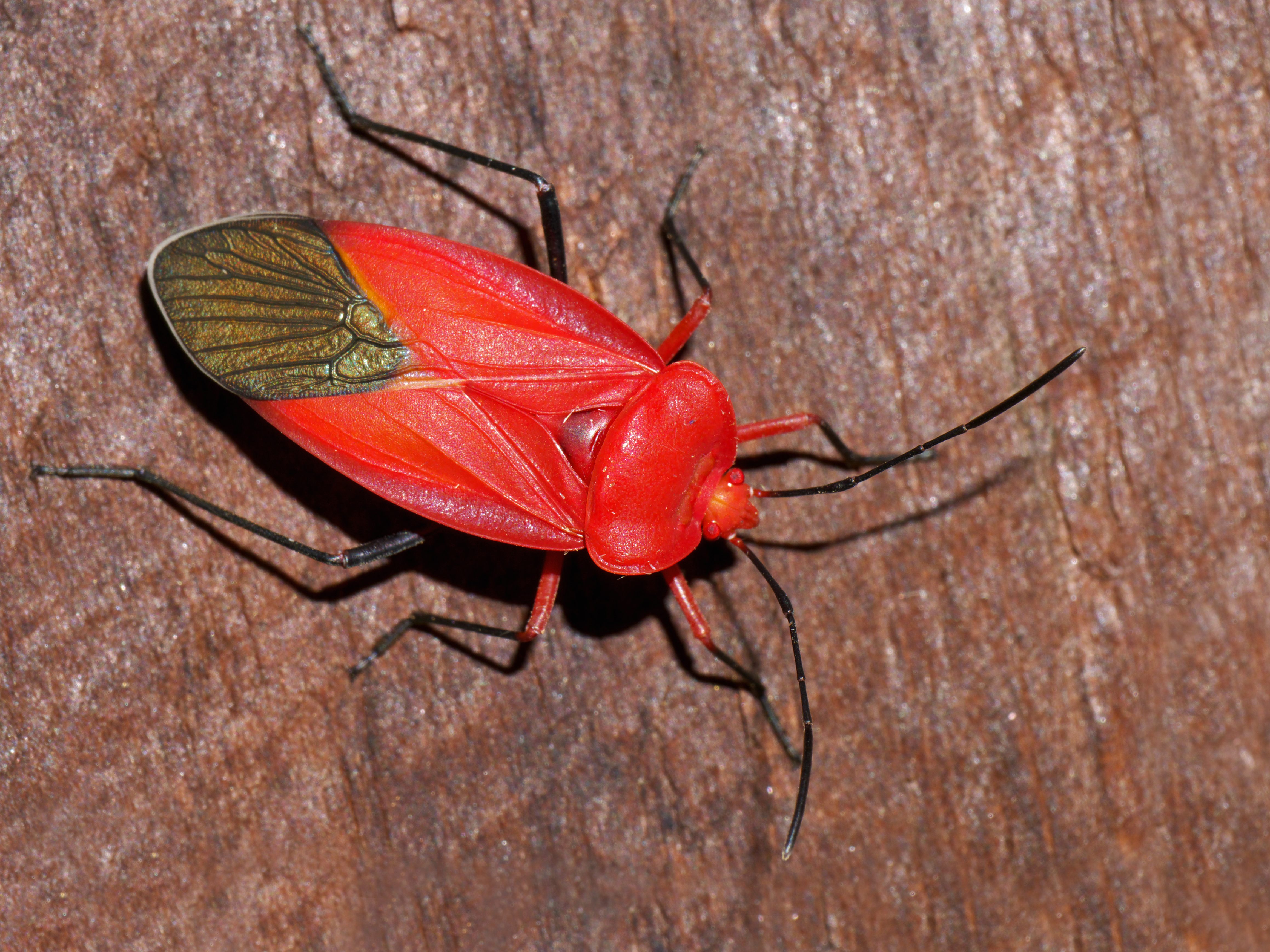 File:Unidentified Red Bug (Pyrrhocoridae), Vohimana reserve ...