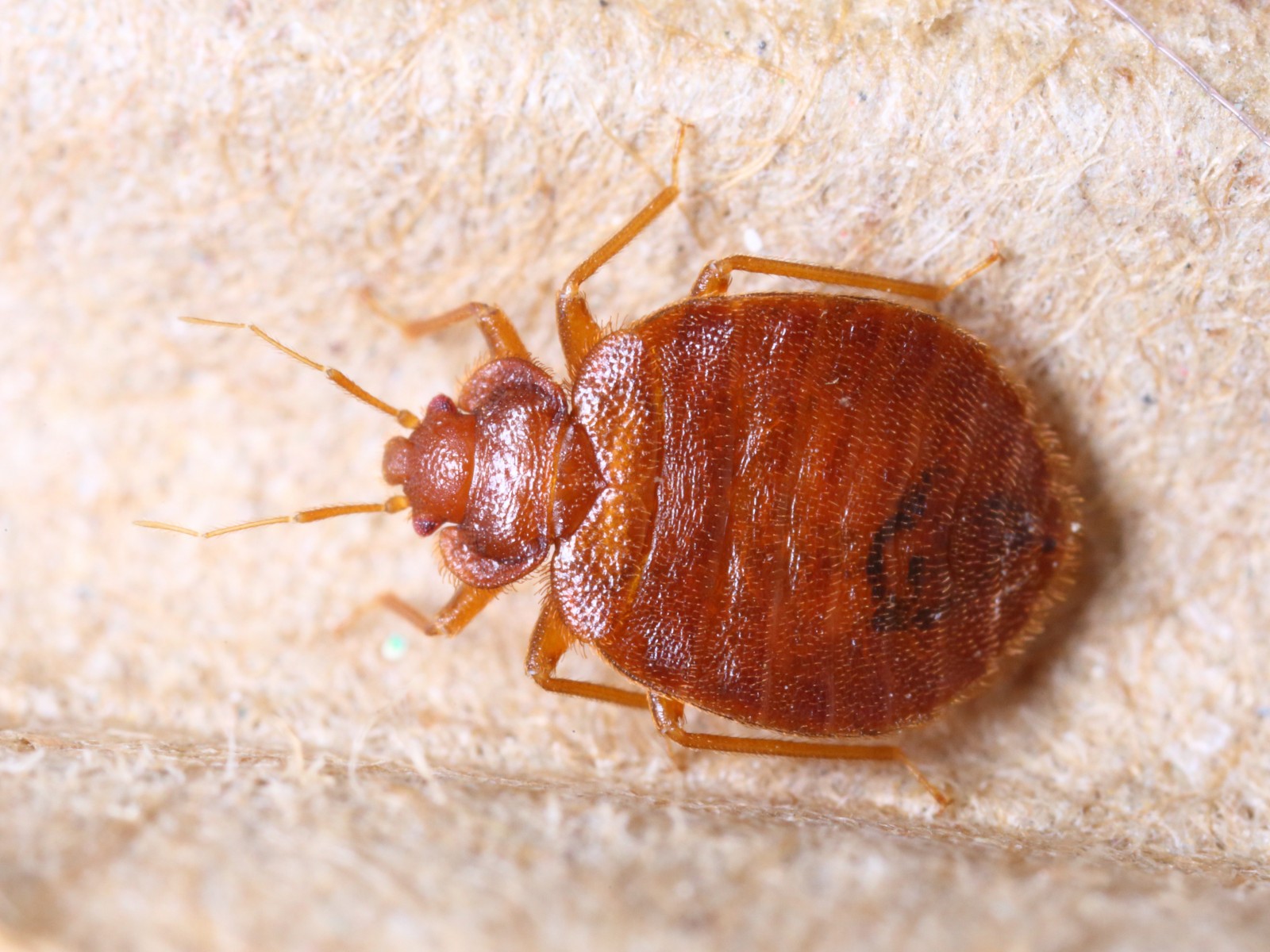 Don't Panic: Bugs That Look Like Bed Bugs | StreetEasy