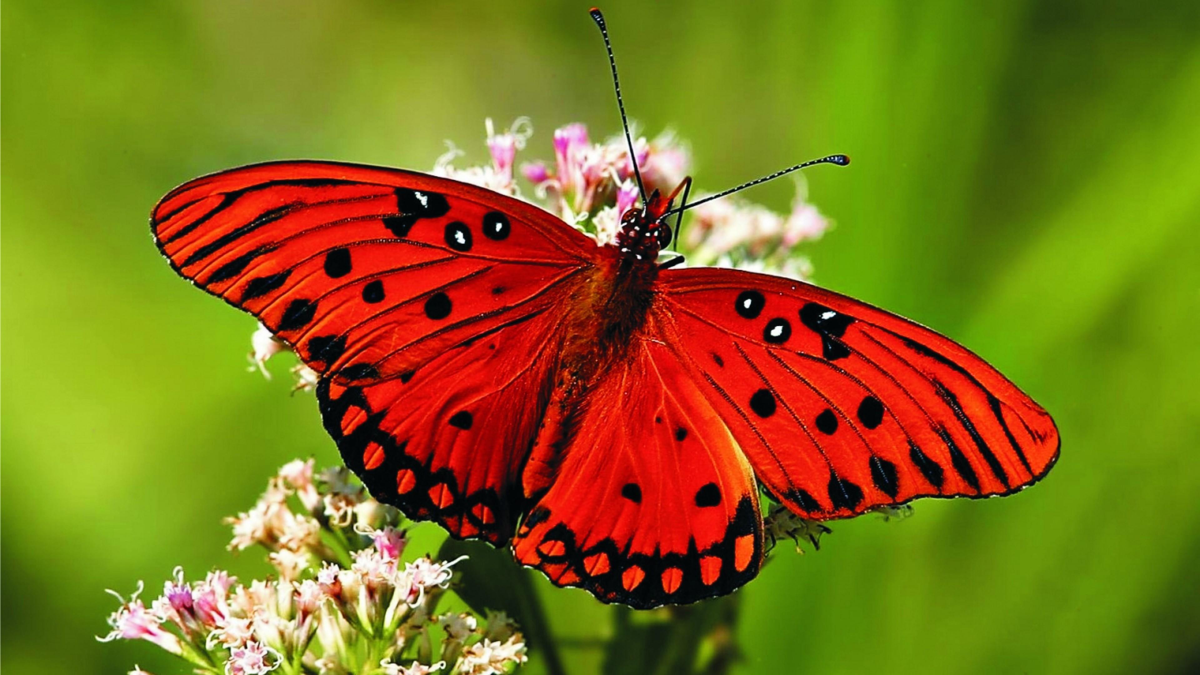 Бабочка с яркими крыльями. Бабочка. Насекомые бабочки. Яркие тропические бабочки. Красная бабочка.