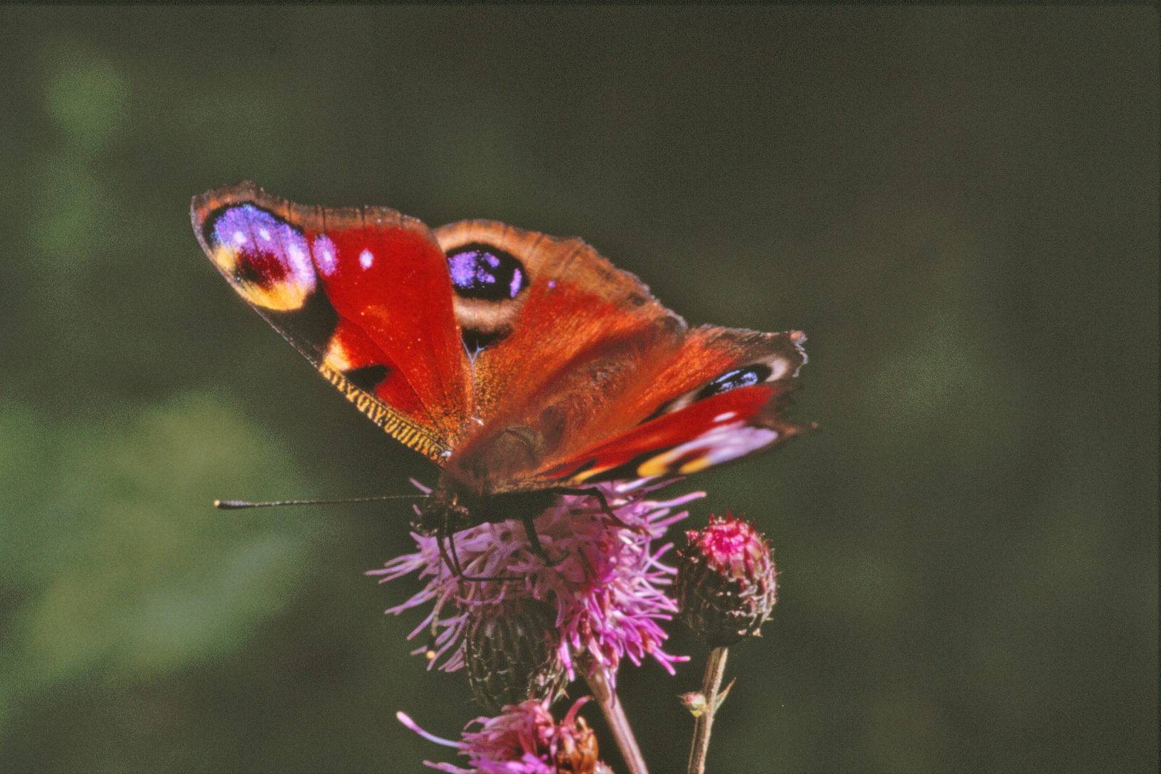 Red butterfly photo