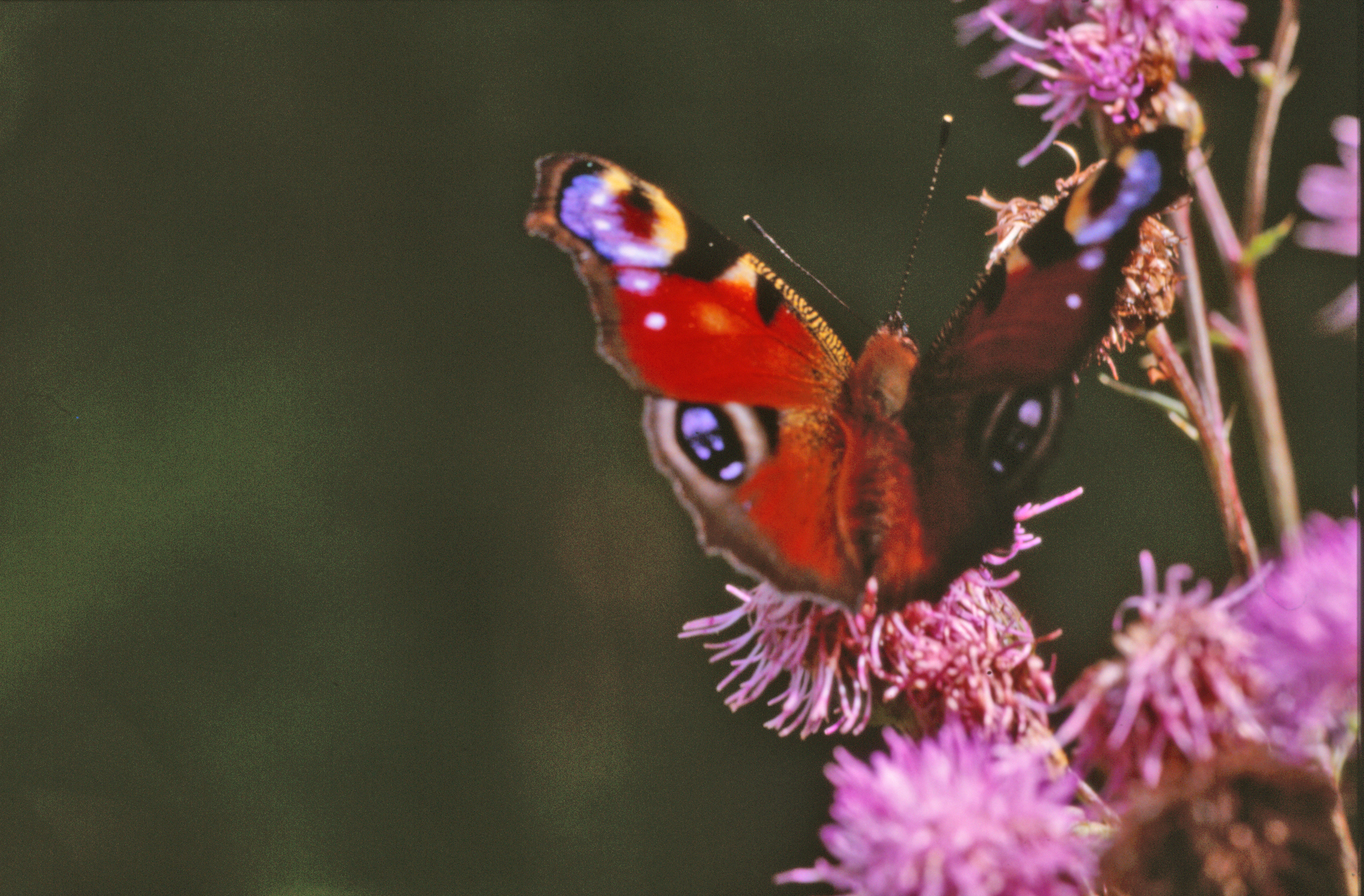 Red butterfly photo