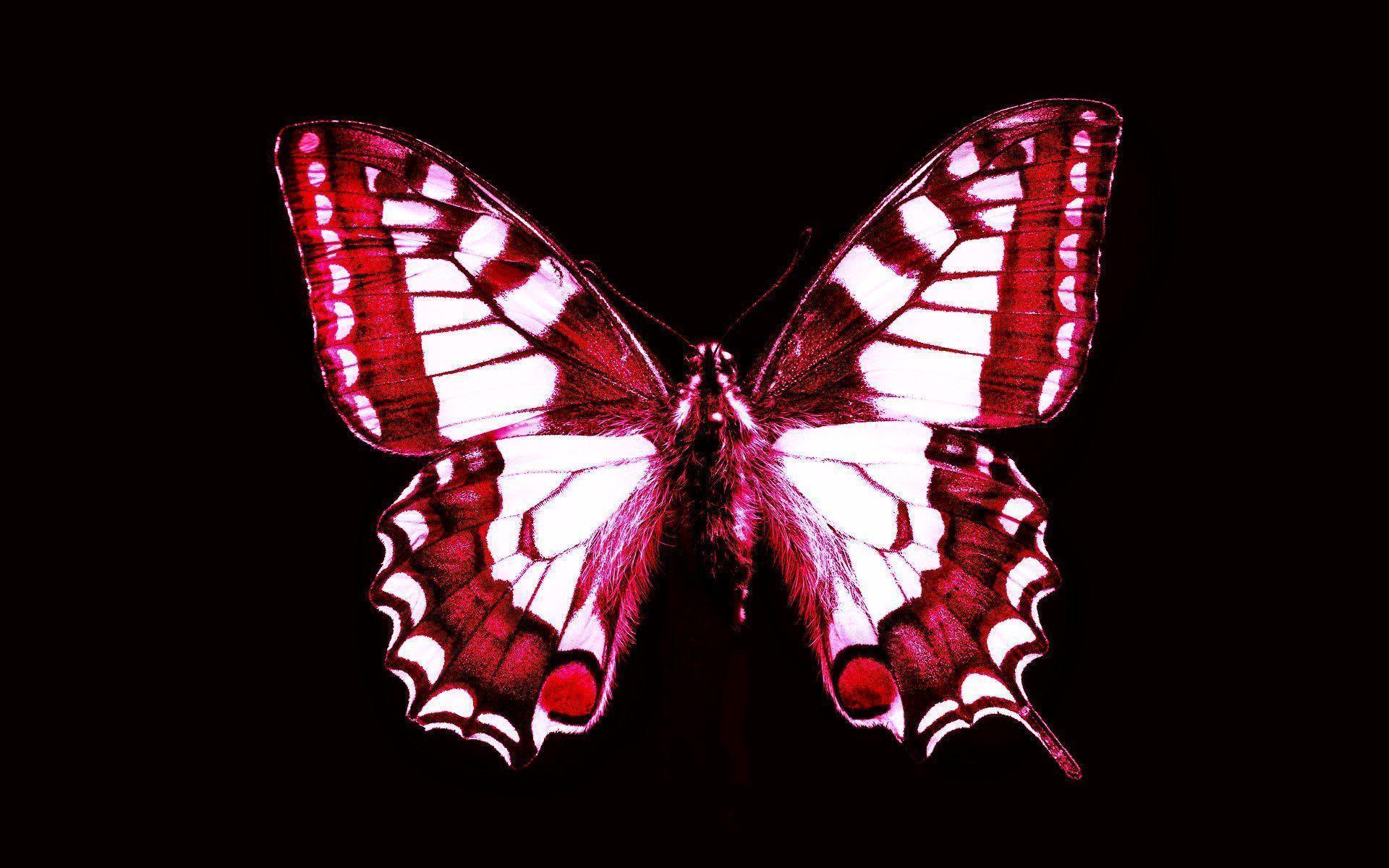 Red Butterfly Wallpapers - Wallpaper Cave