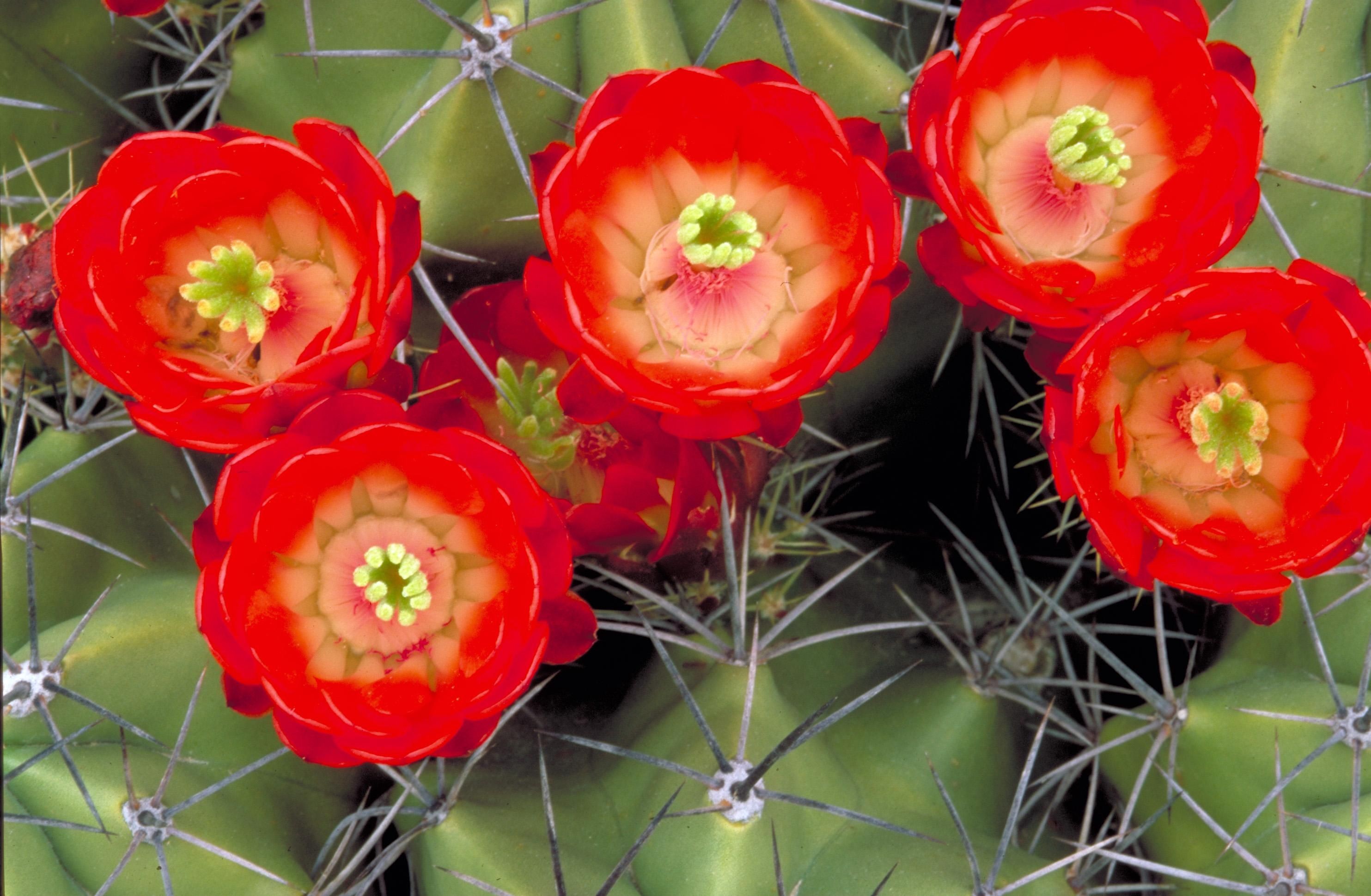 Red cactus flowers photo