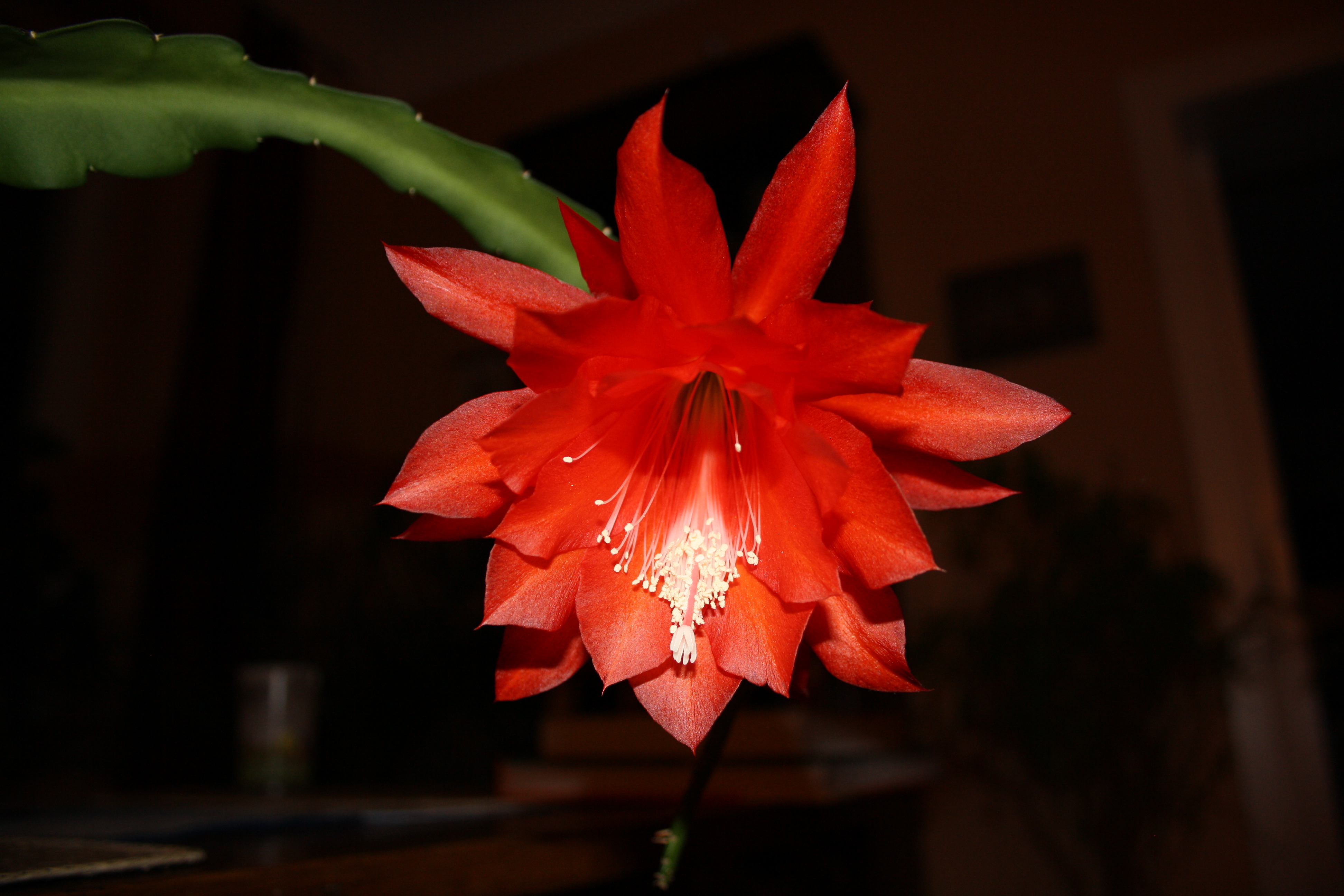 File:Red cactus flower in dark room.jpg - Wikimedia Commons