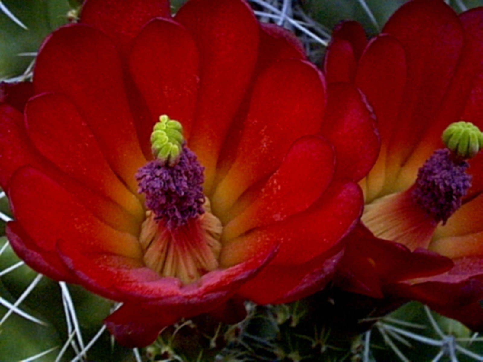 Red Cactus Flower by DragonJr on DeviantArt