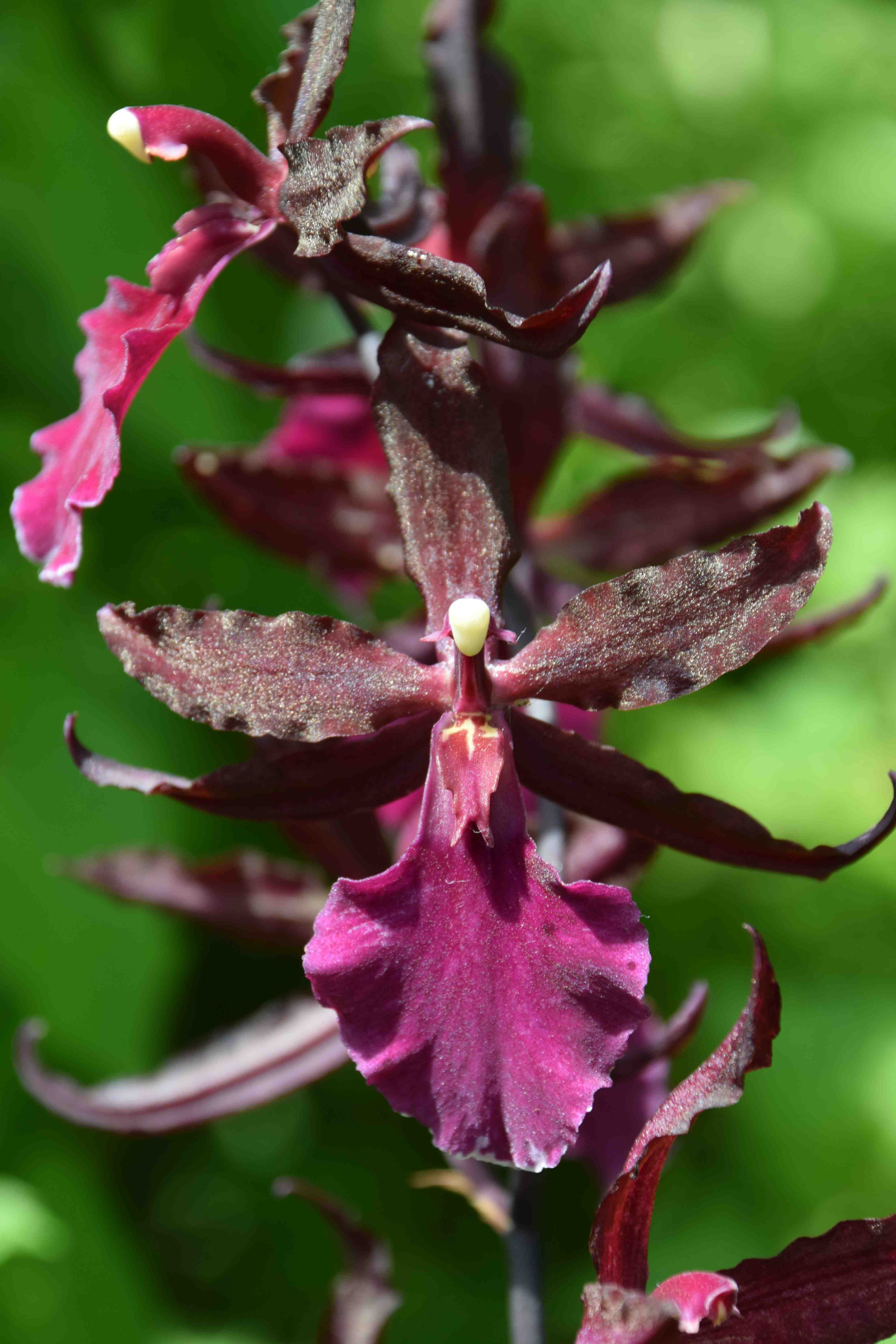 Red cambria orchid photo