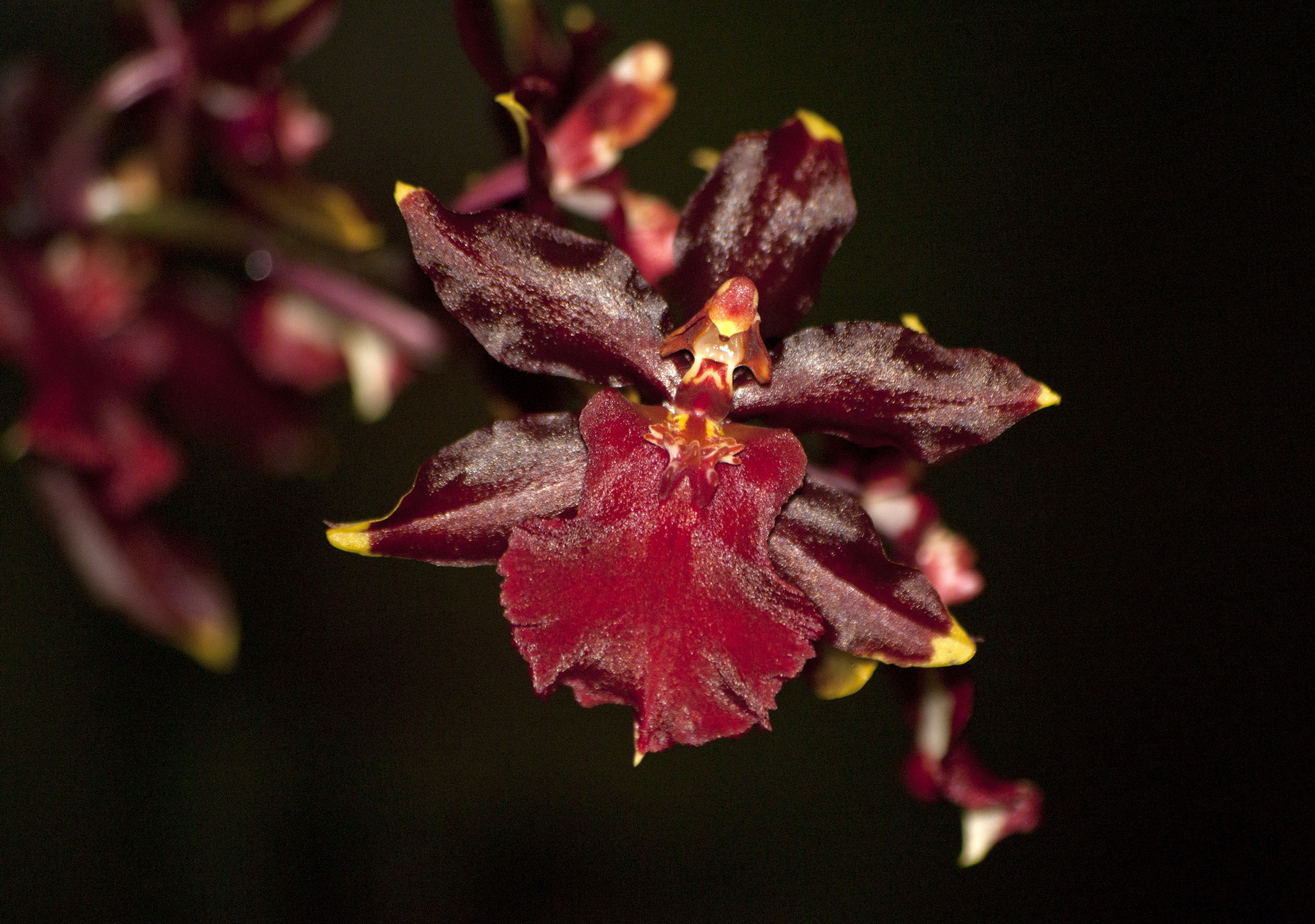 Domesticated Cambria Orchid - Pentax User Photo Gallery