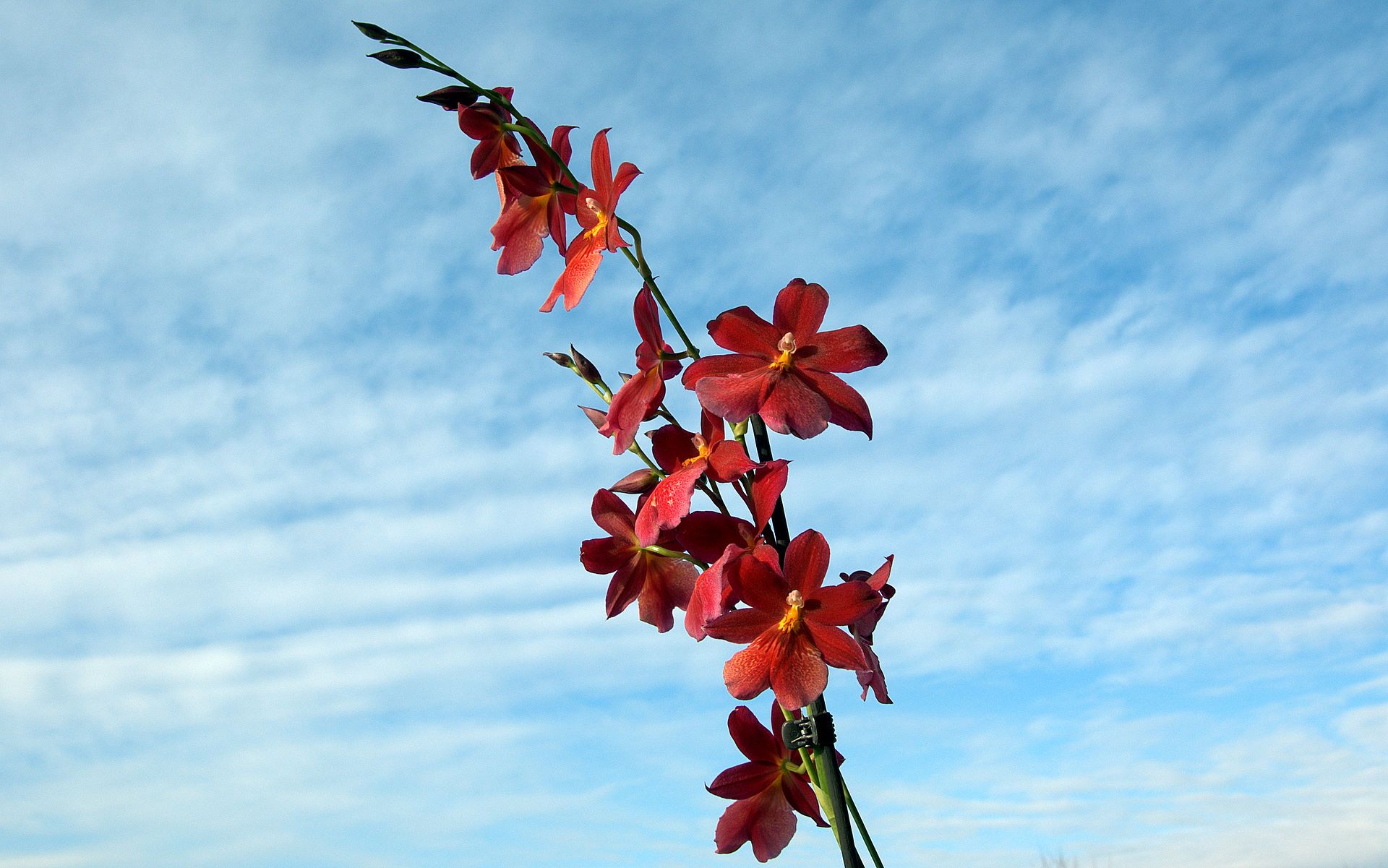 cambria orchid against a blue sky | Cambria-like orchid | Pinterest ...