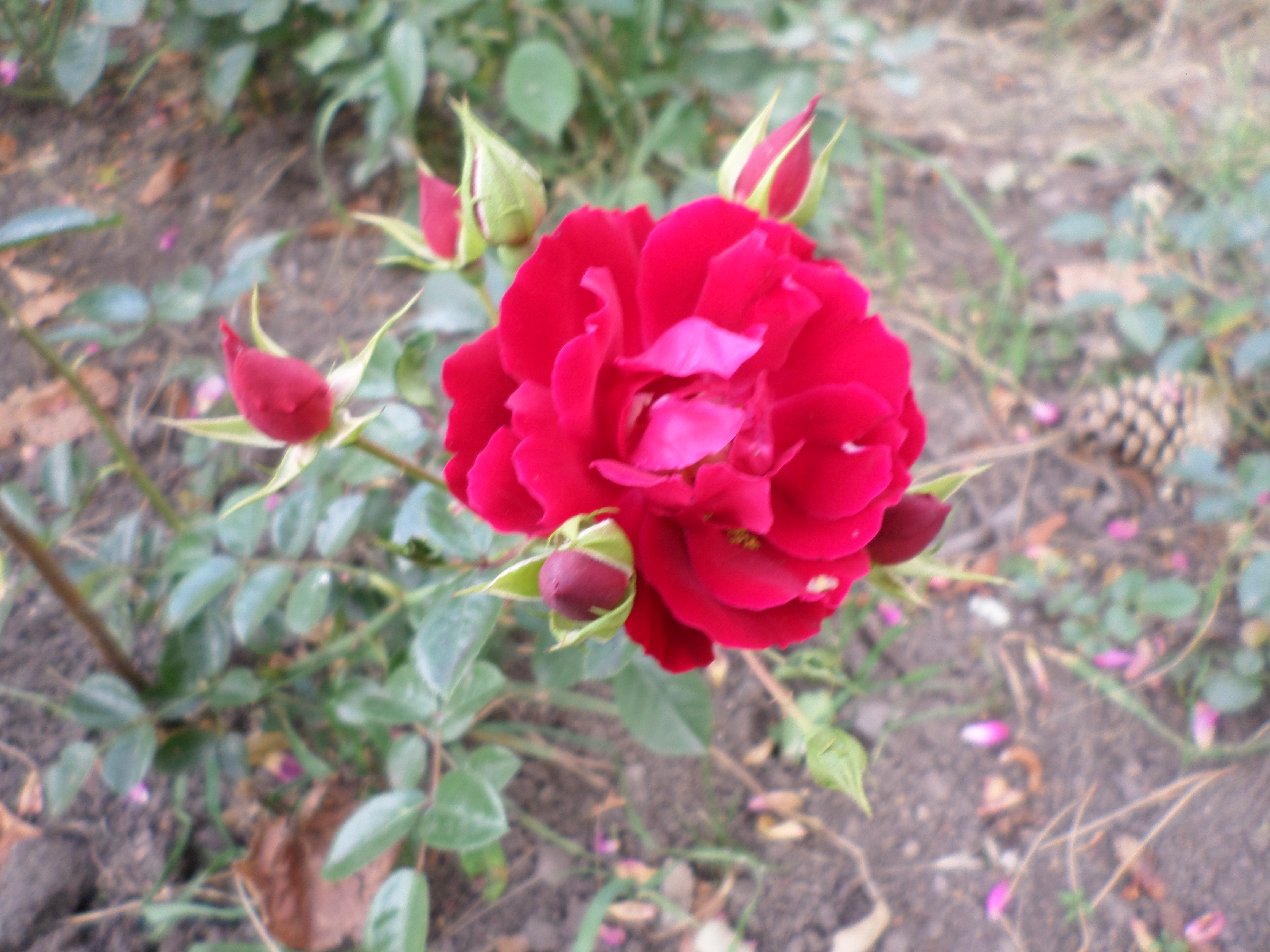 Red camellia photo