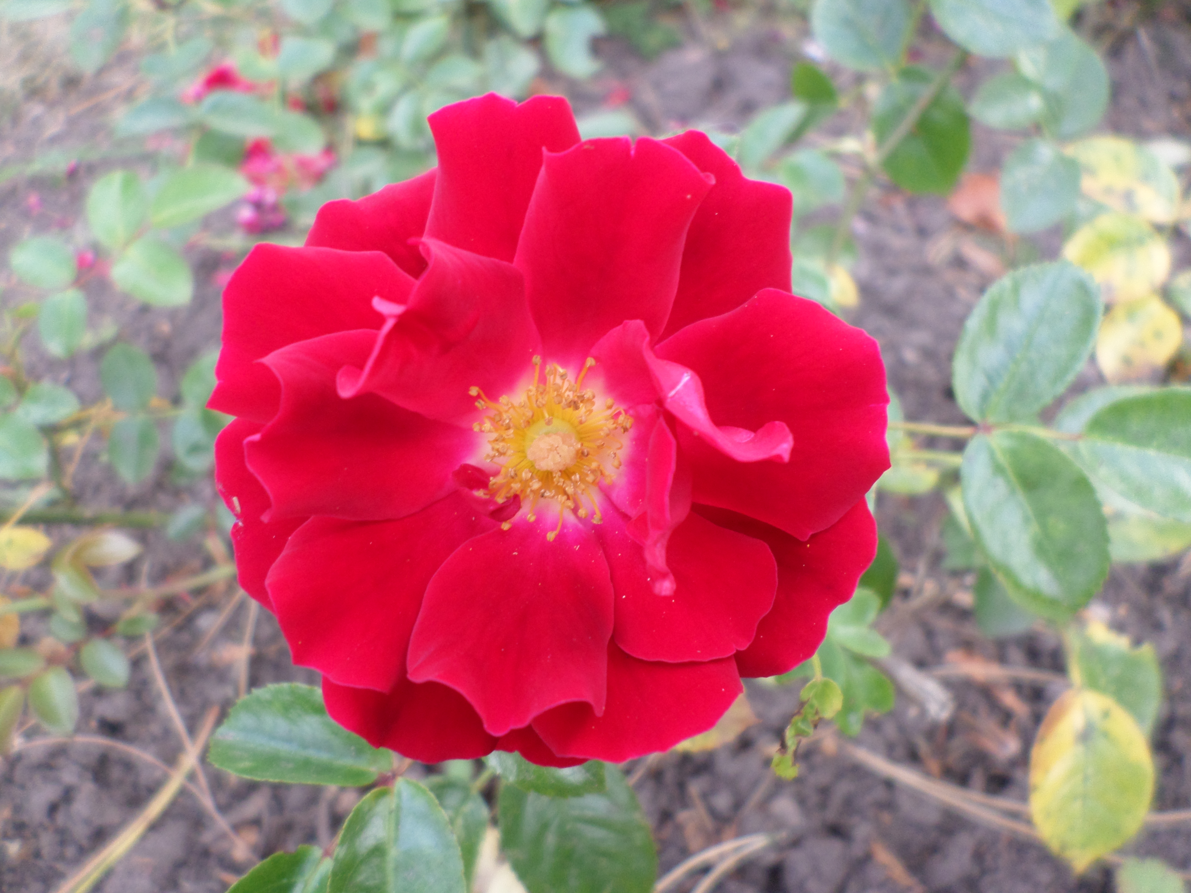 Red camellia photo
