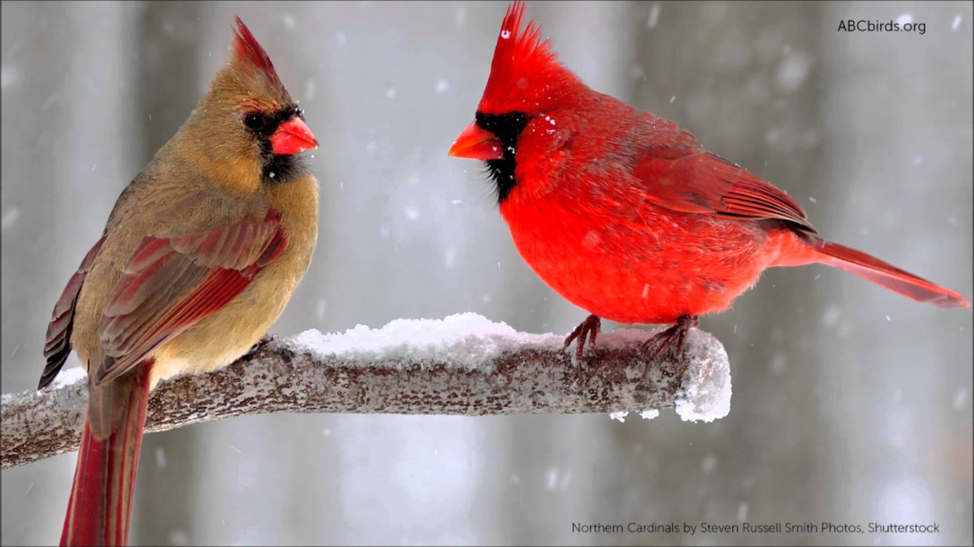 Red cardinal photo