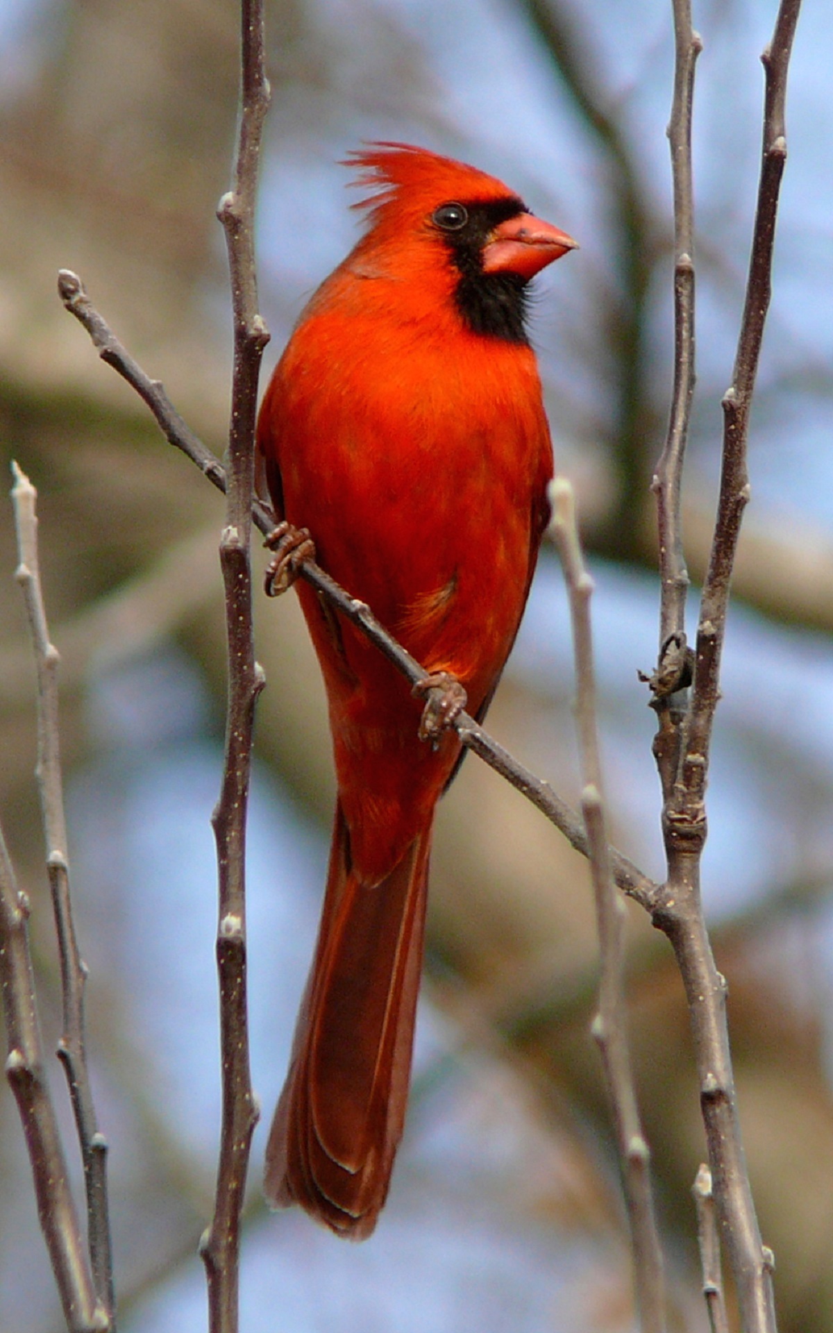 Red cardinal photo