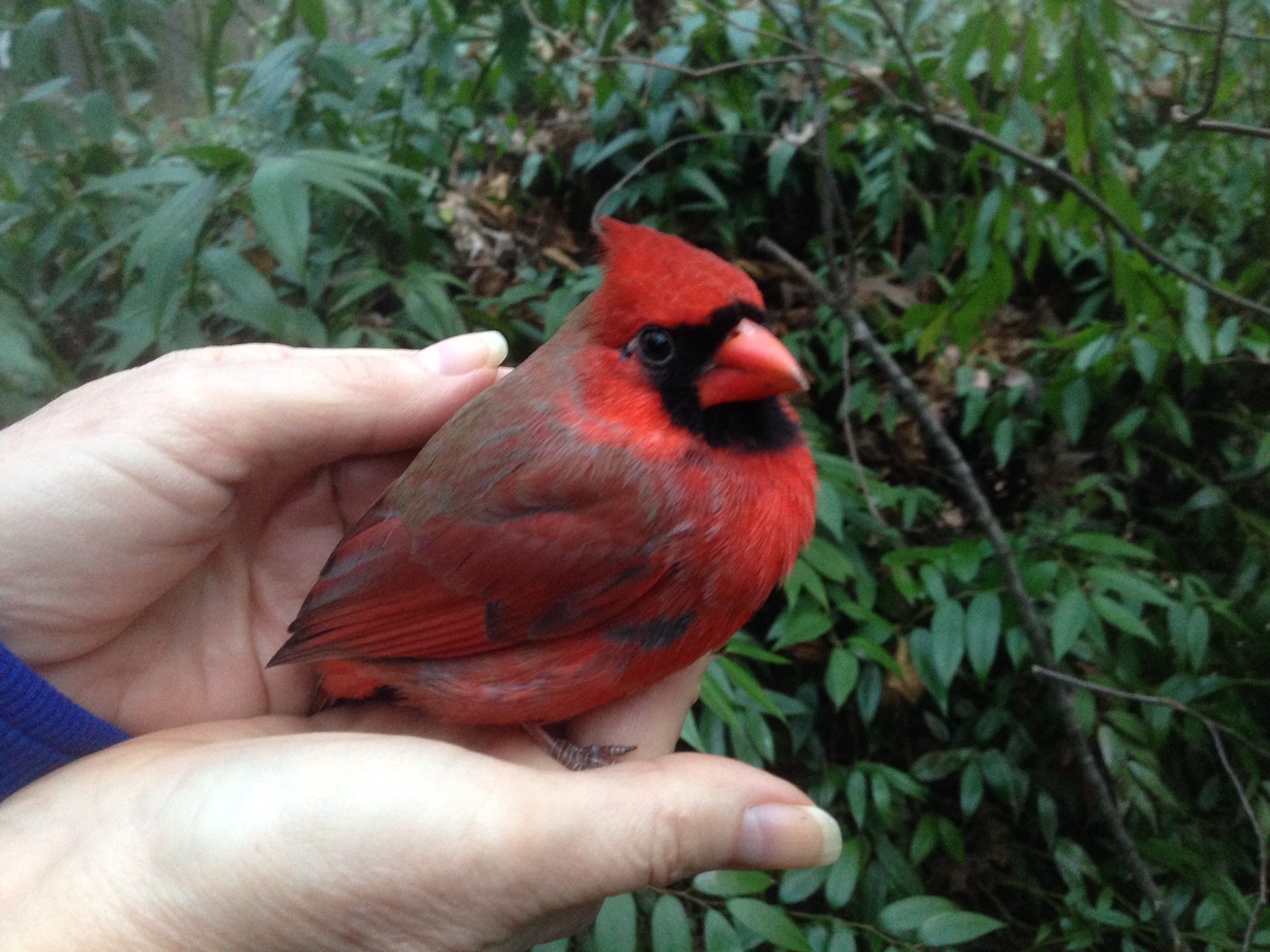 An Injured Red Cardinal Named Cisco - iheartdaily.com