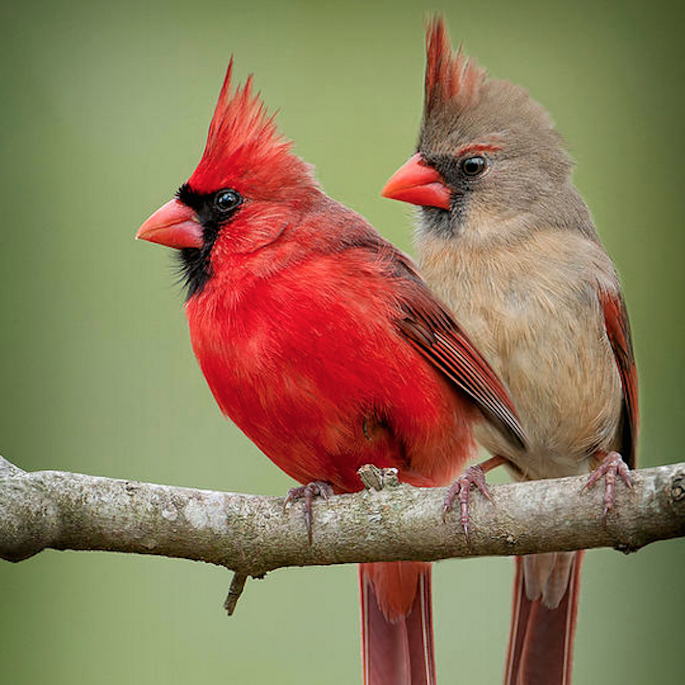 Voices and Vocabularies - Cardinals' Duet | BirdNote