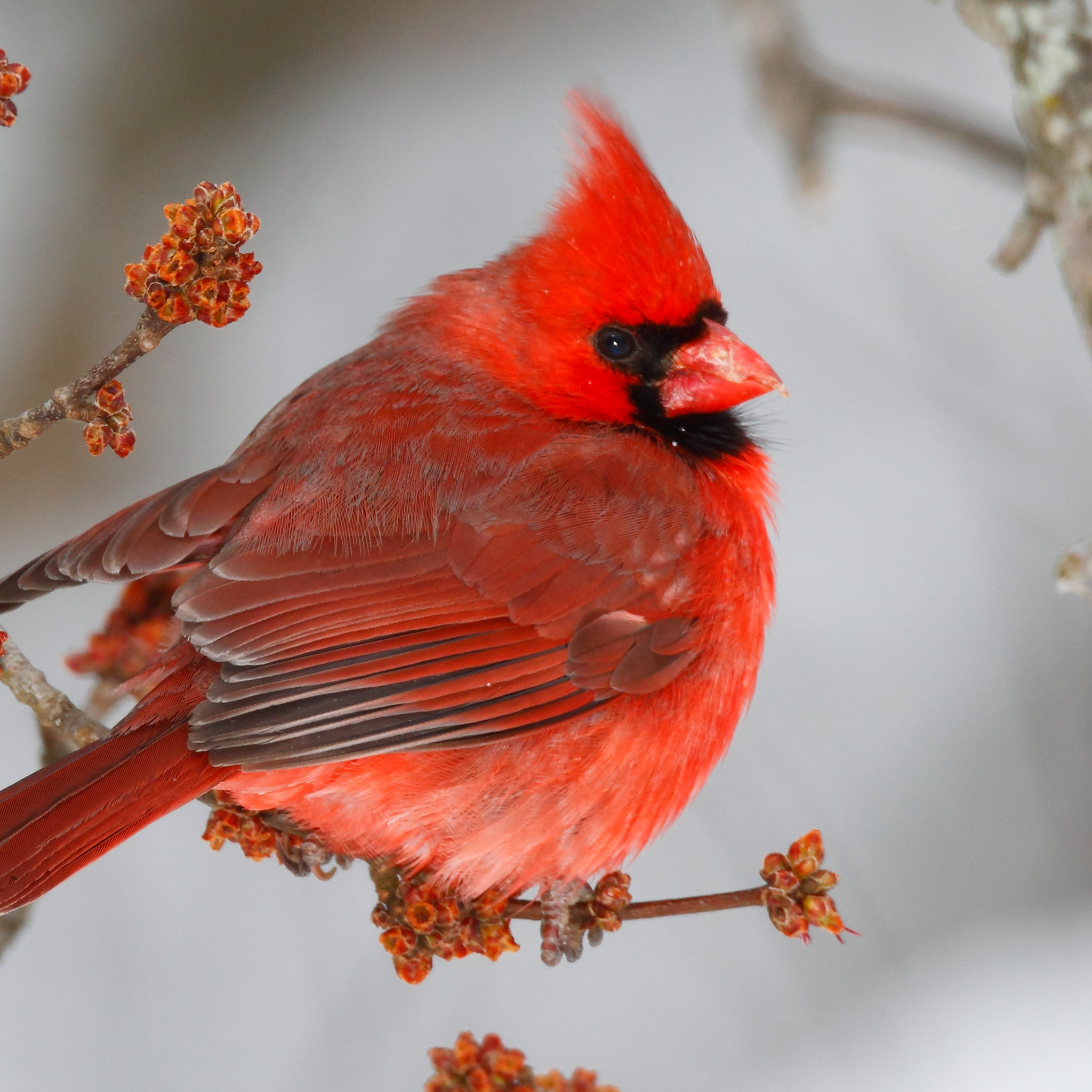 Cardinal | National Geographic