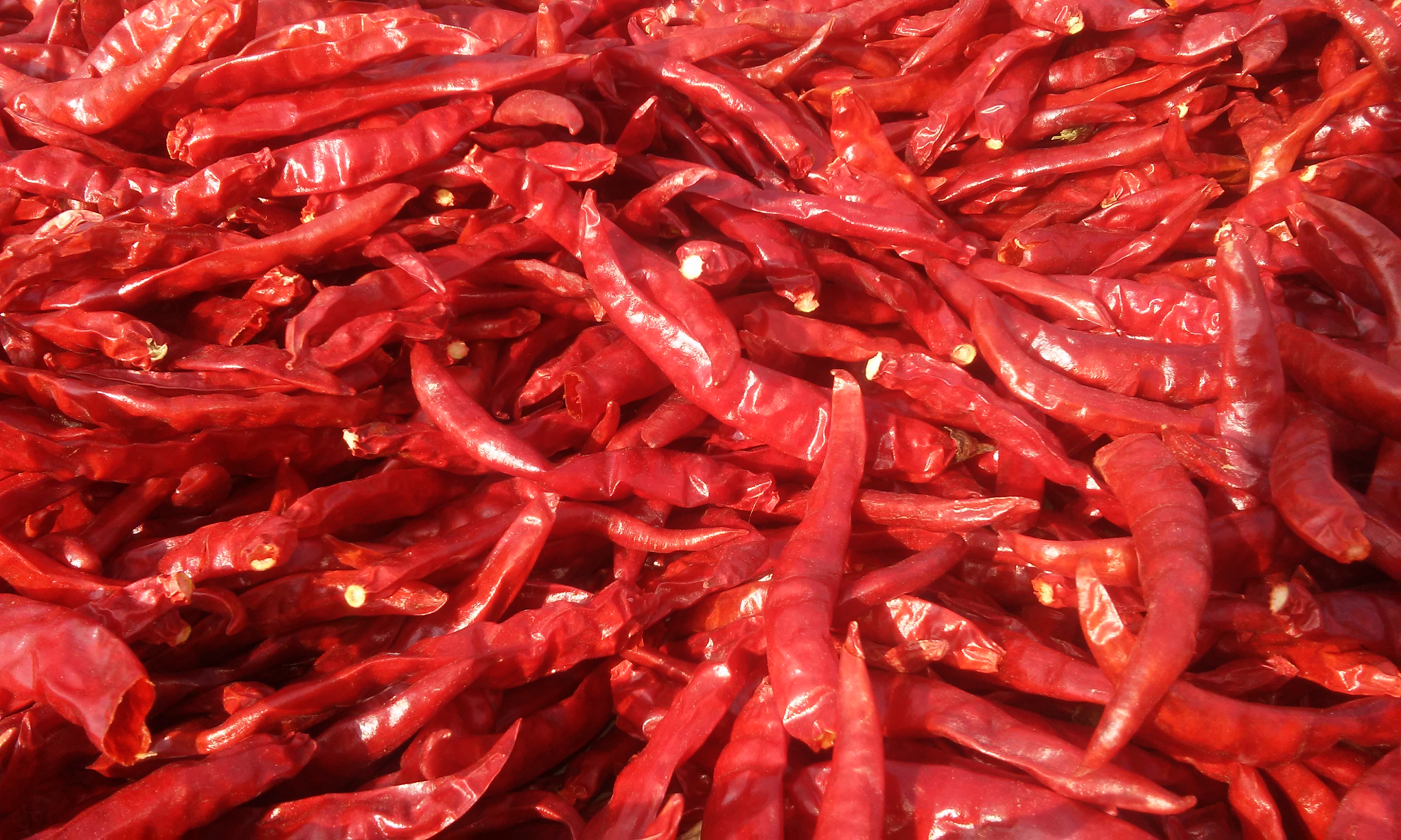 Dried Red chillies