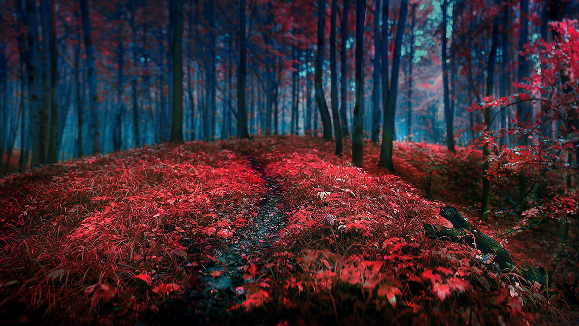 Trees: Nature Forest Seasons Contrast Landscapes Trees Autumn Red ...